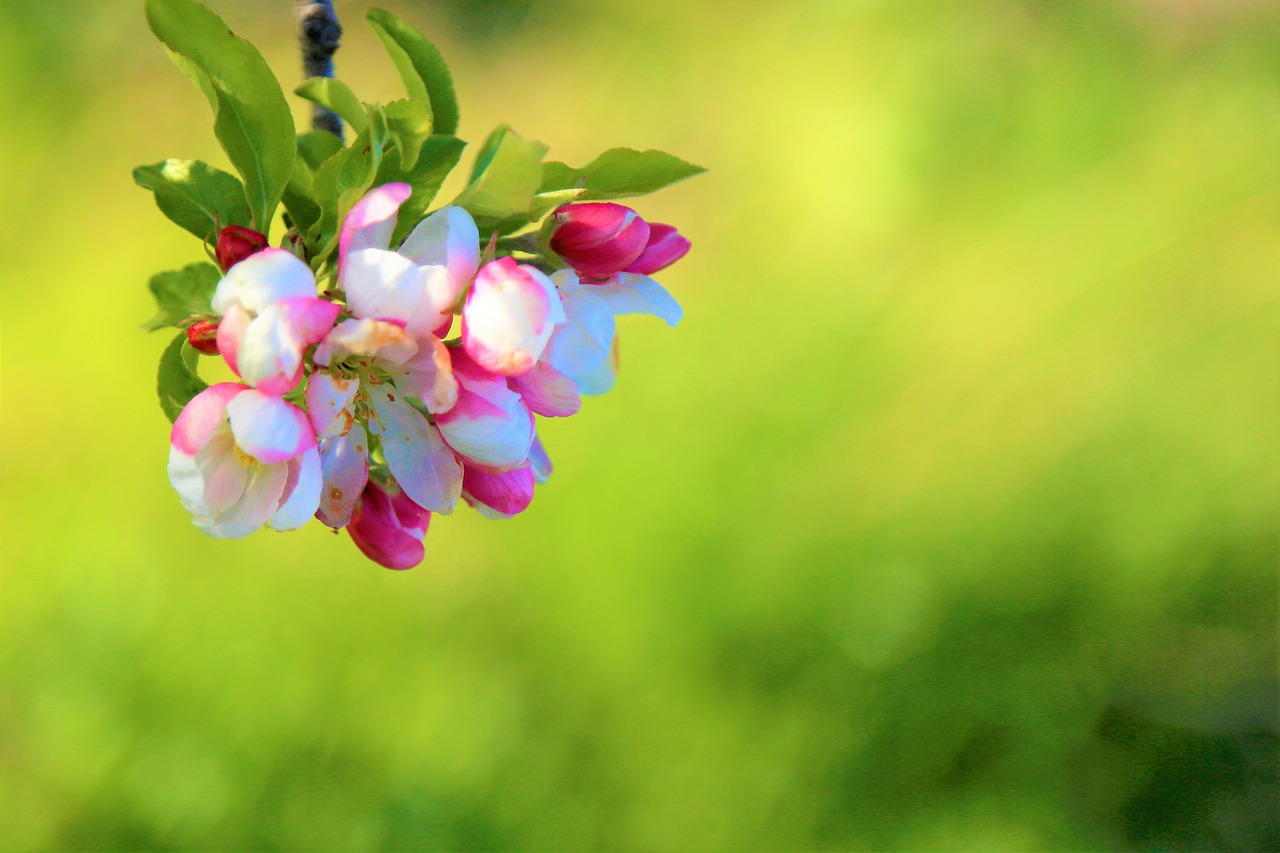 Spring Tree Wallpapers