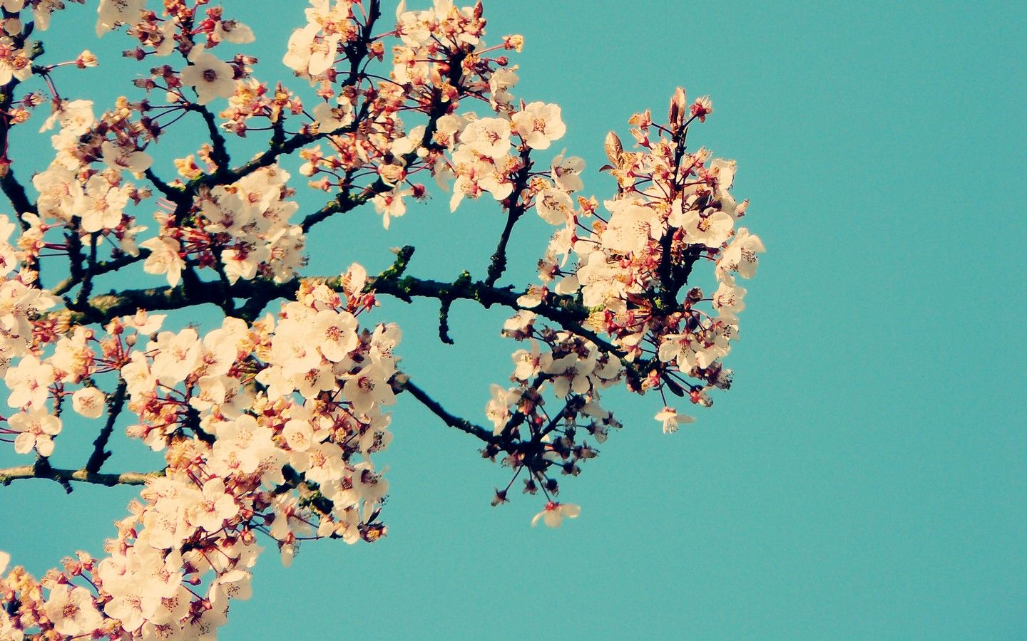 Spring Tumblr Wallpapers