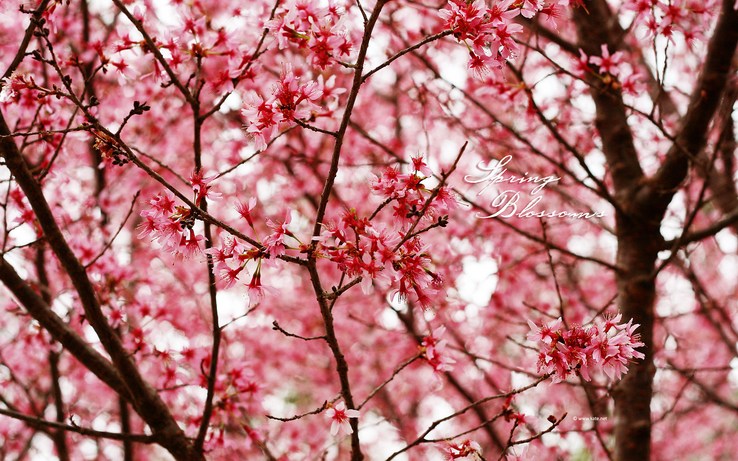 Spring Tumblr Wallpapers