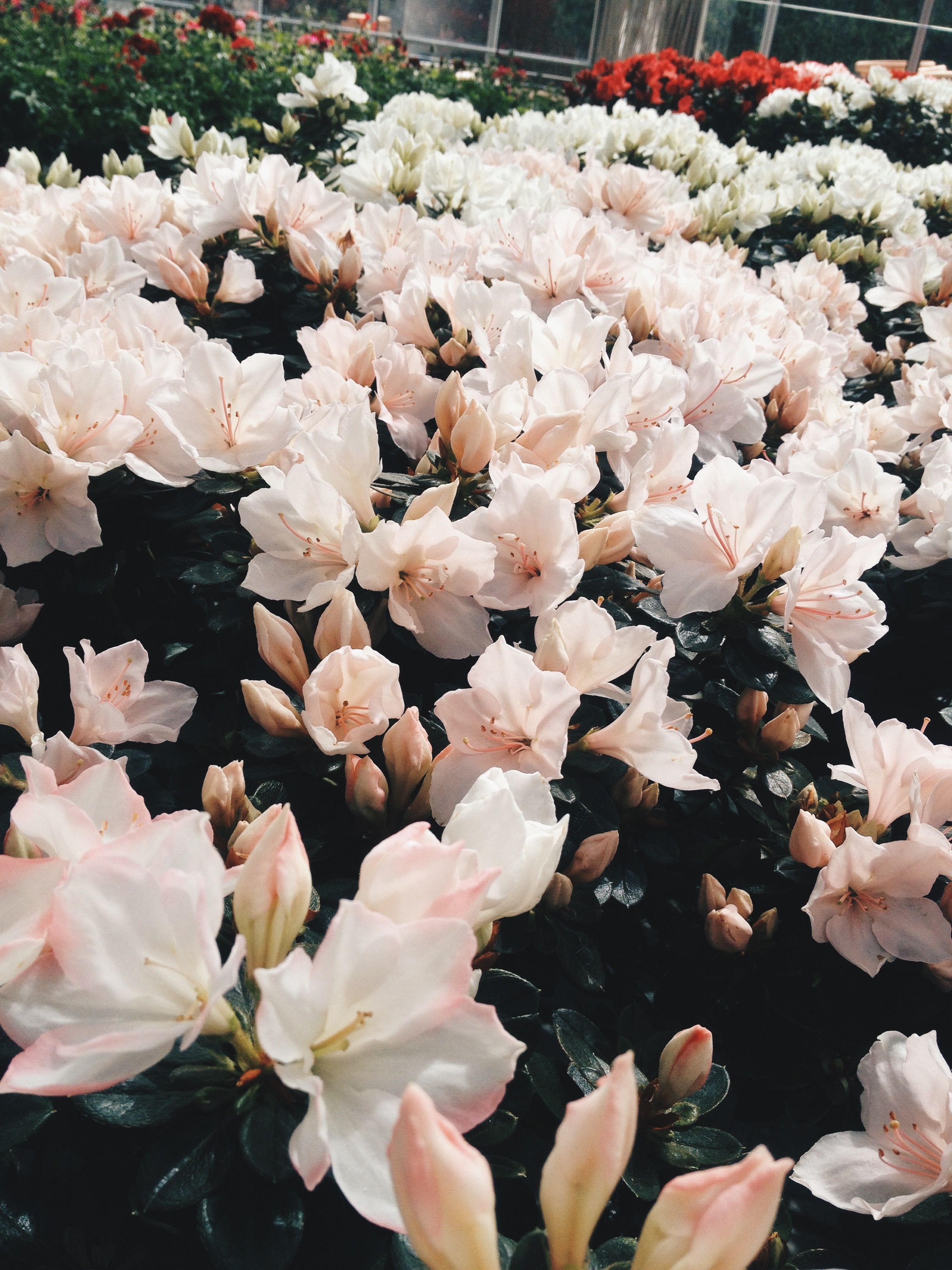 Spring Tumblr Wallpapers