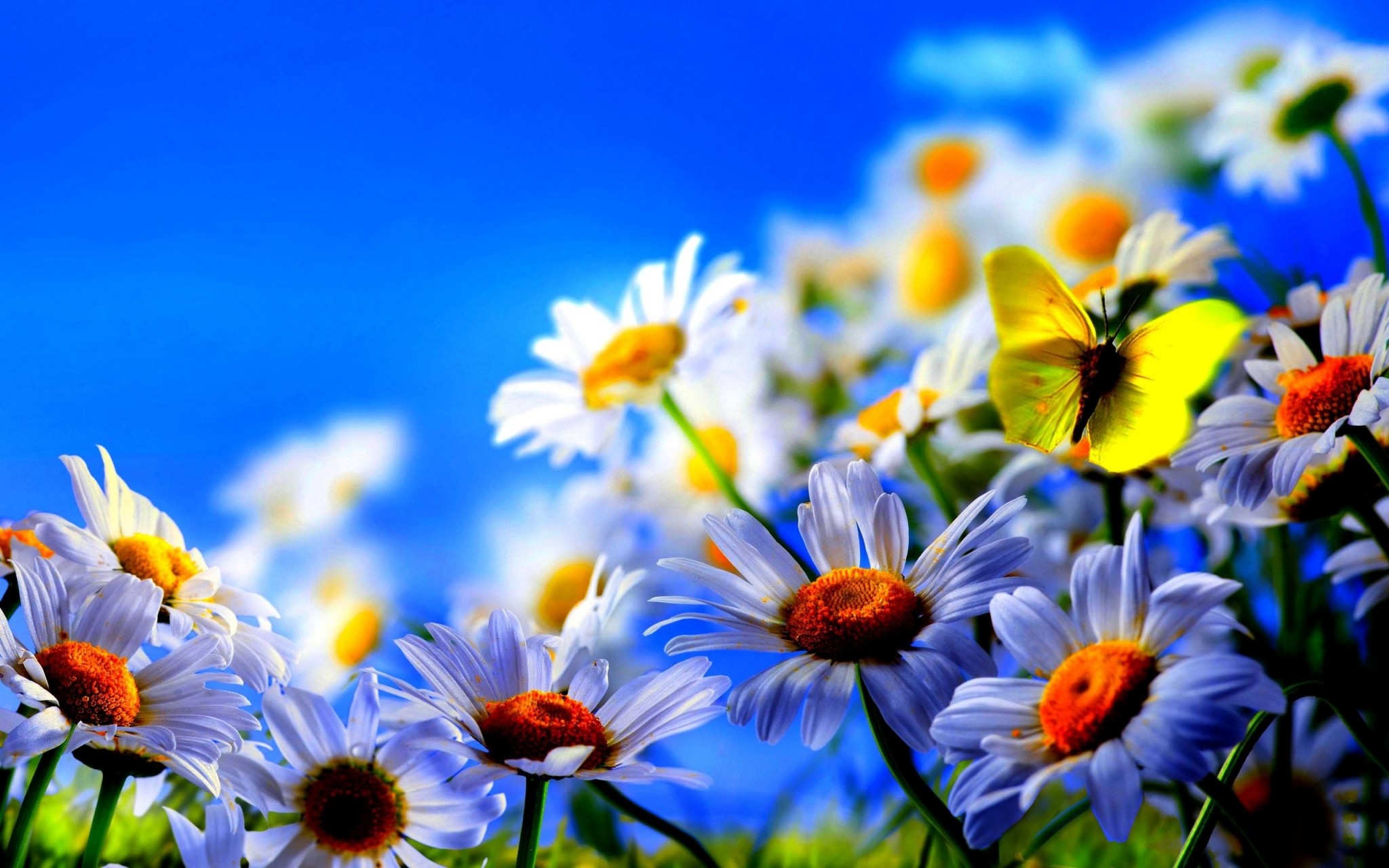 Spring Hd Wallpapers