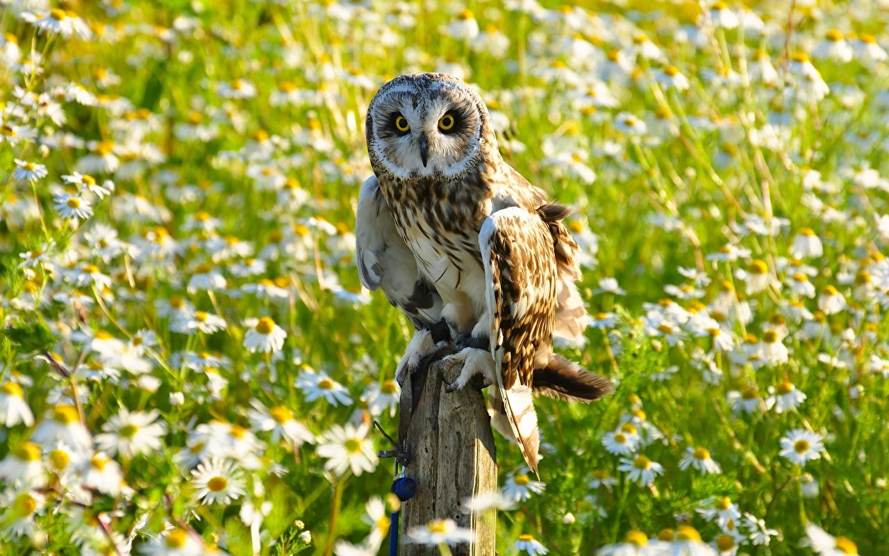 Springtime Owl Wallpapers