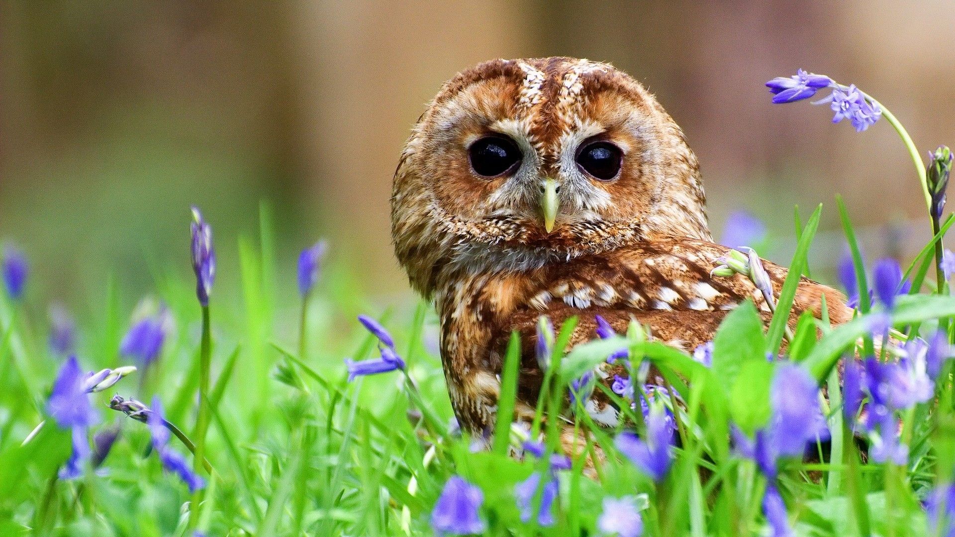 Springtime Owl Wallpapers