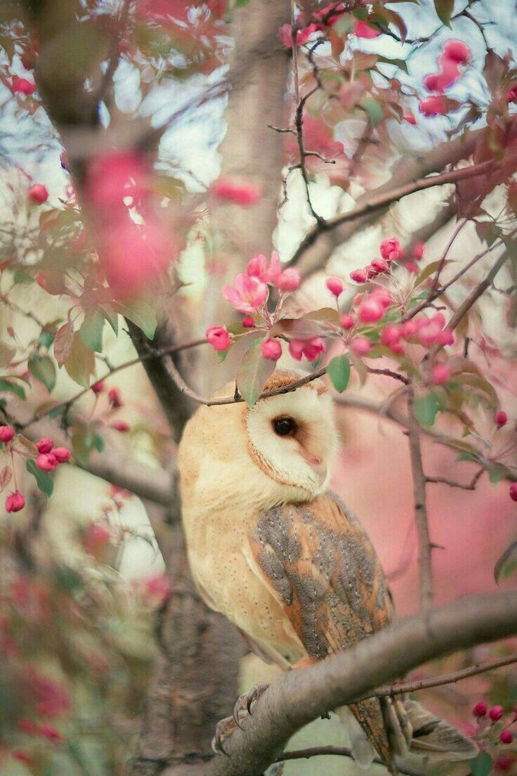 Springtime Owl Wallpapers