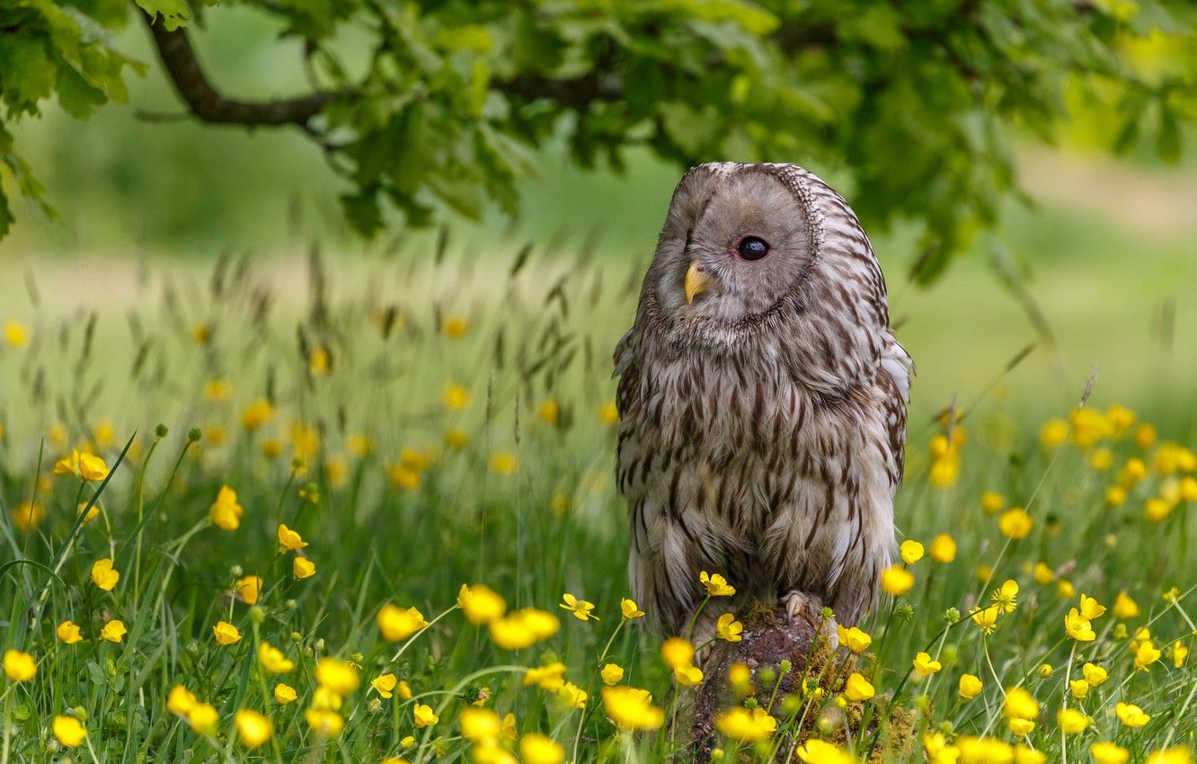Springtime Owl Wallpapers