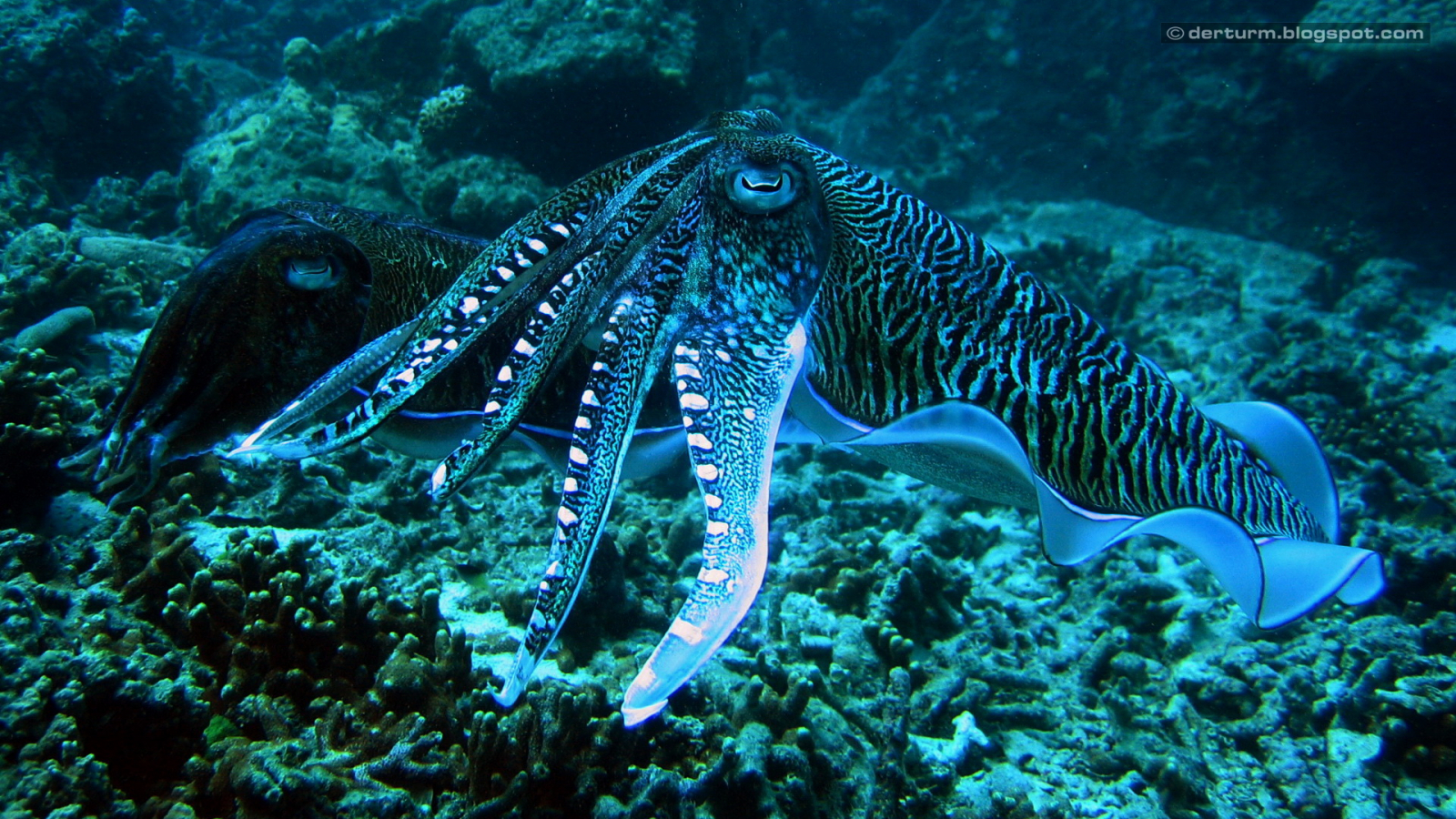 Squid Hd Wallpapers