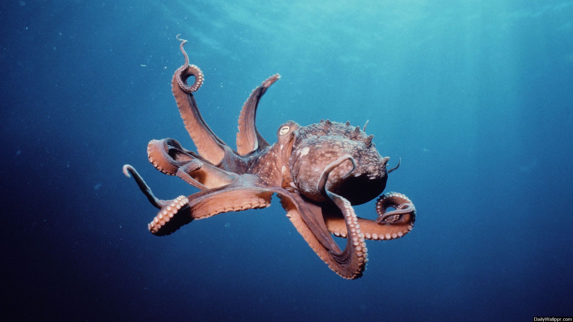 Squid Hd Wallpapers