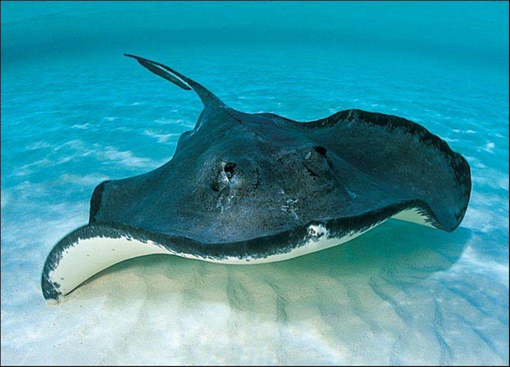 Stingray Wallpapers