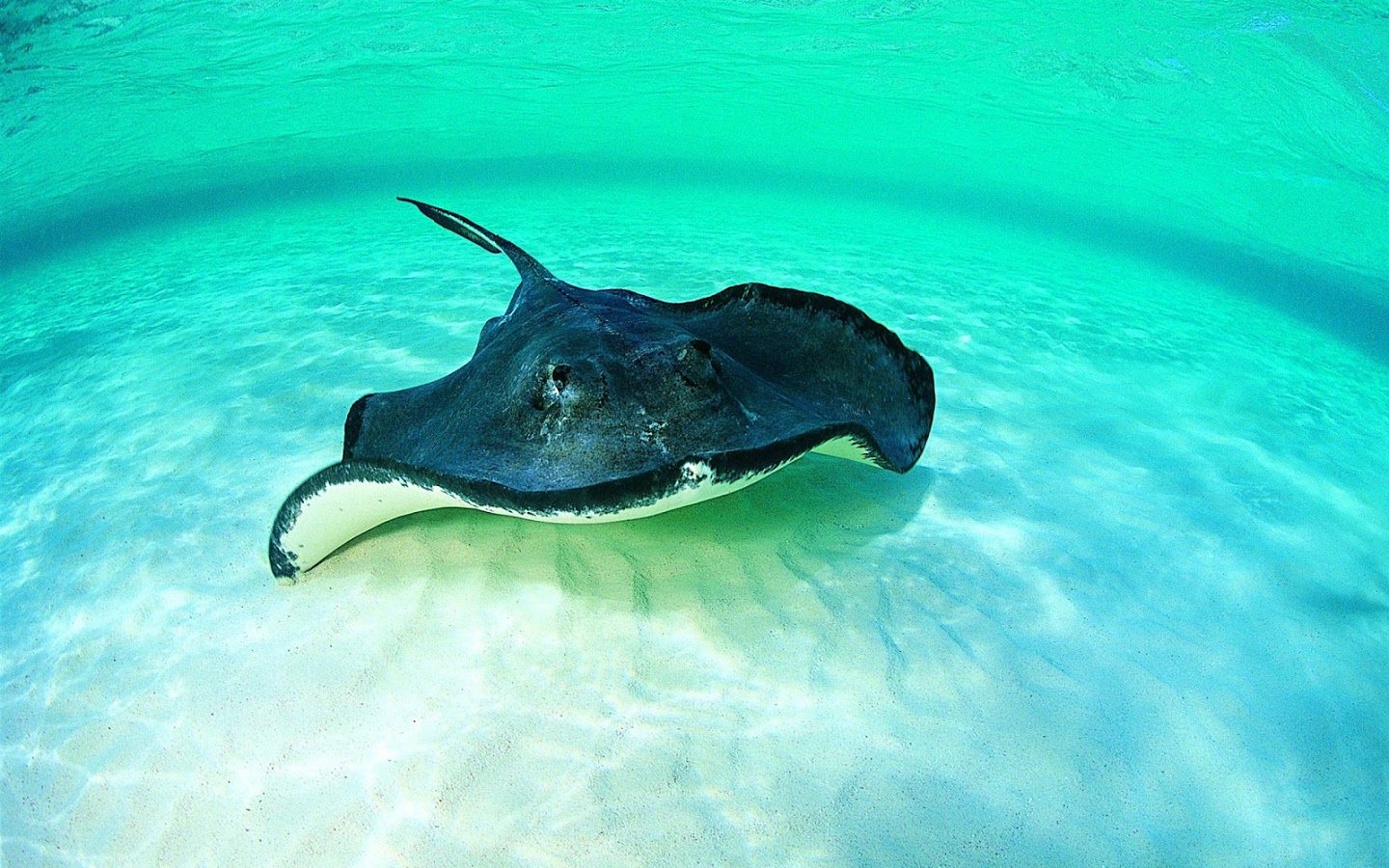 Stingray Wallpapers