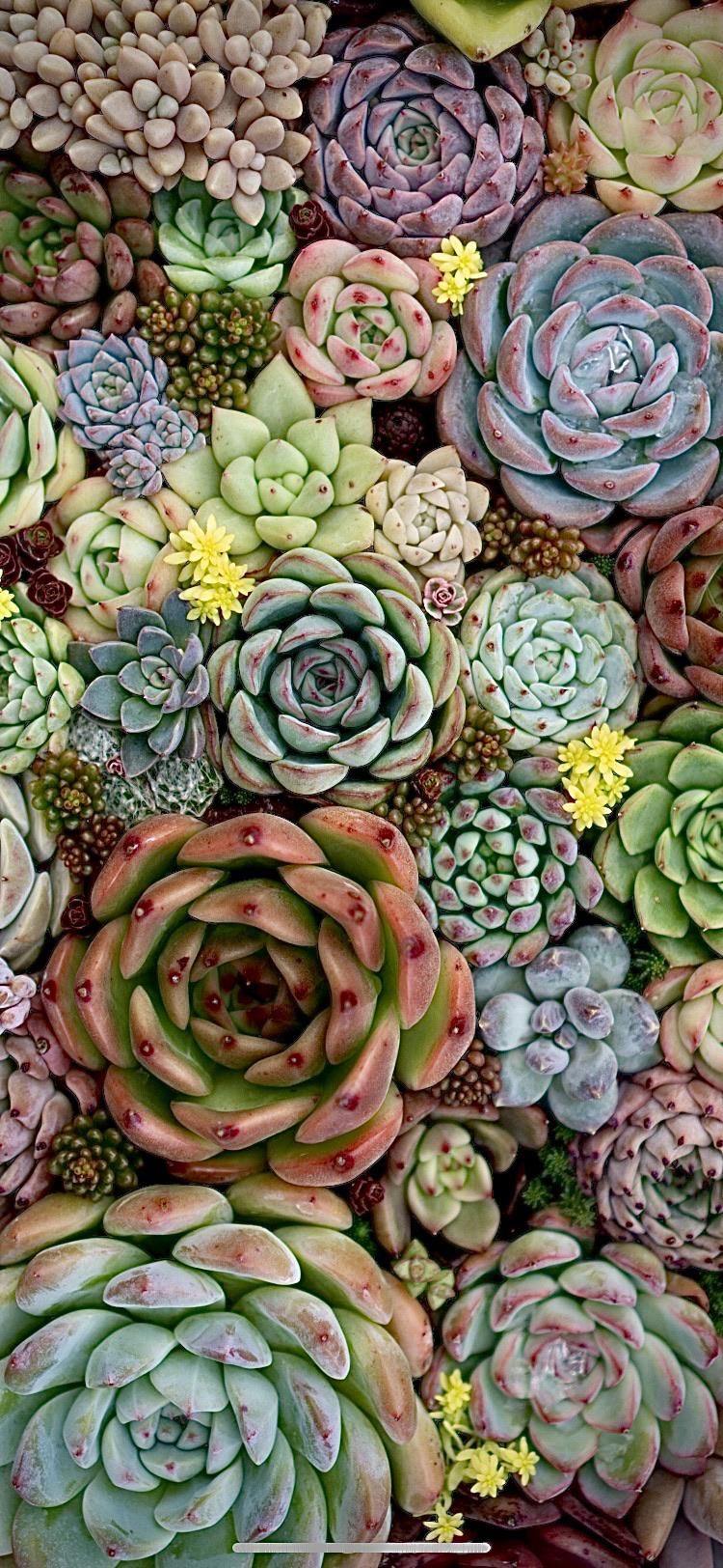 Succulent Phone Wallpapers