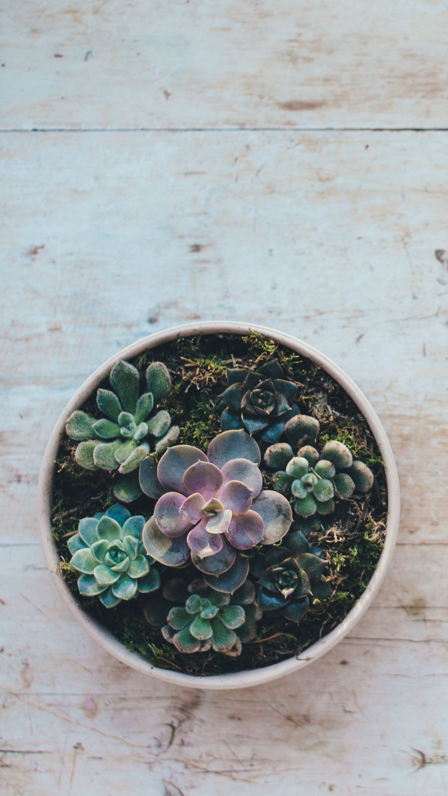 Succulent Phone Wallpapers