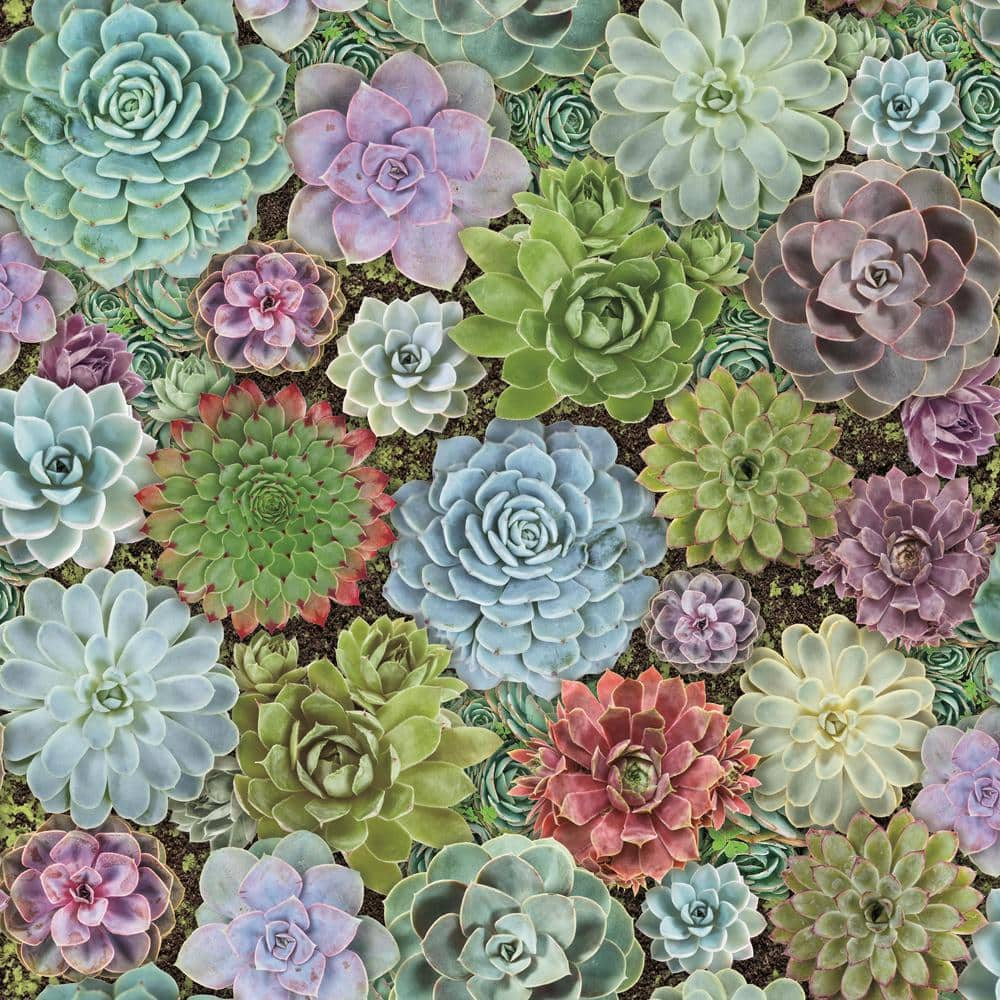 Succulent Wallpapers