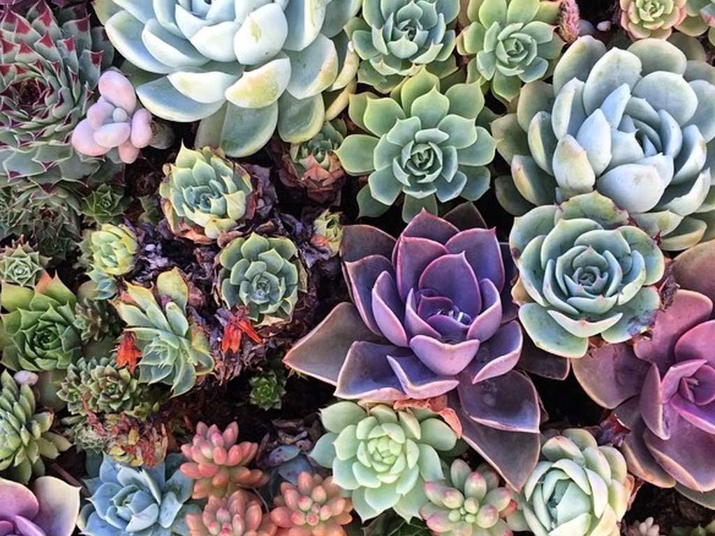 Succulent Wallpapers