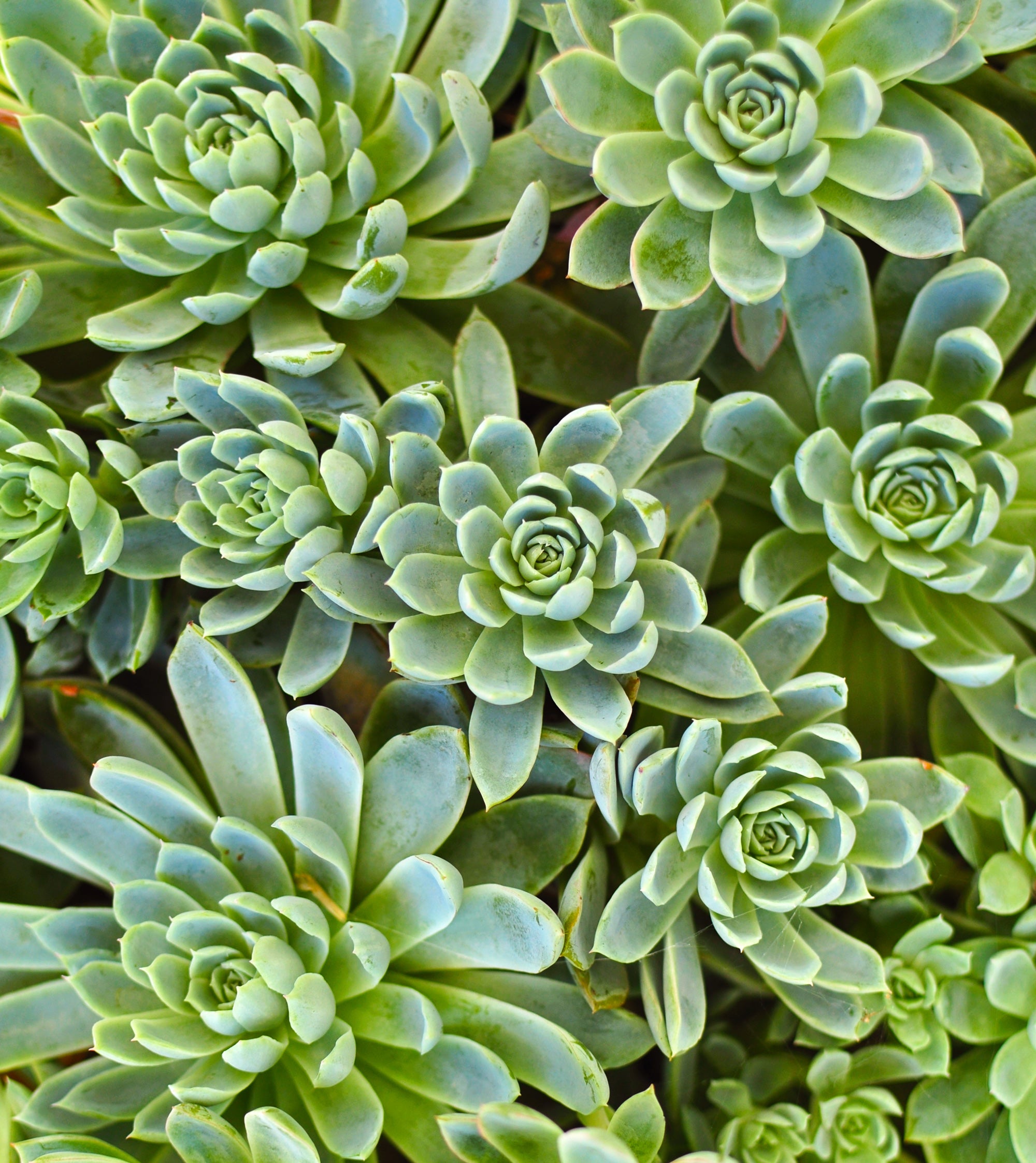 Succulent Wallpapers