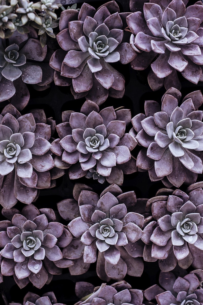 Succulent Wallpapers