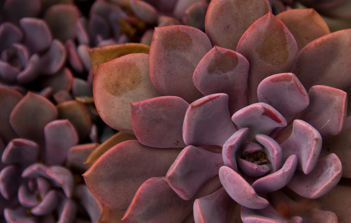 Succulent Wallpapers