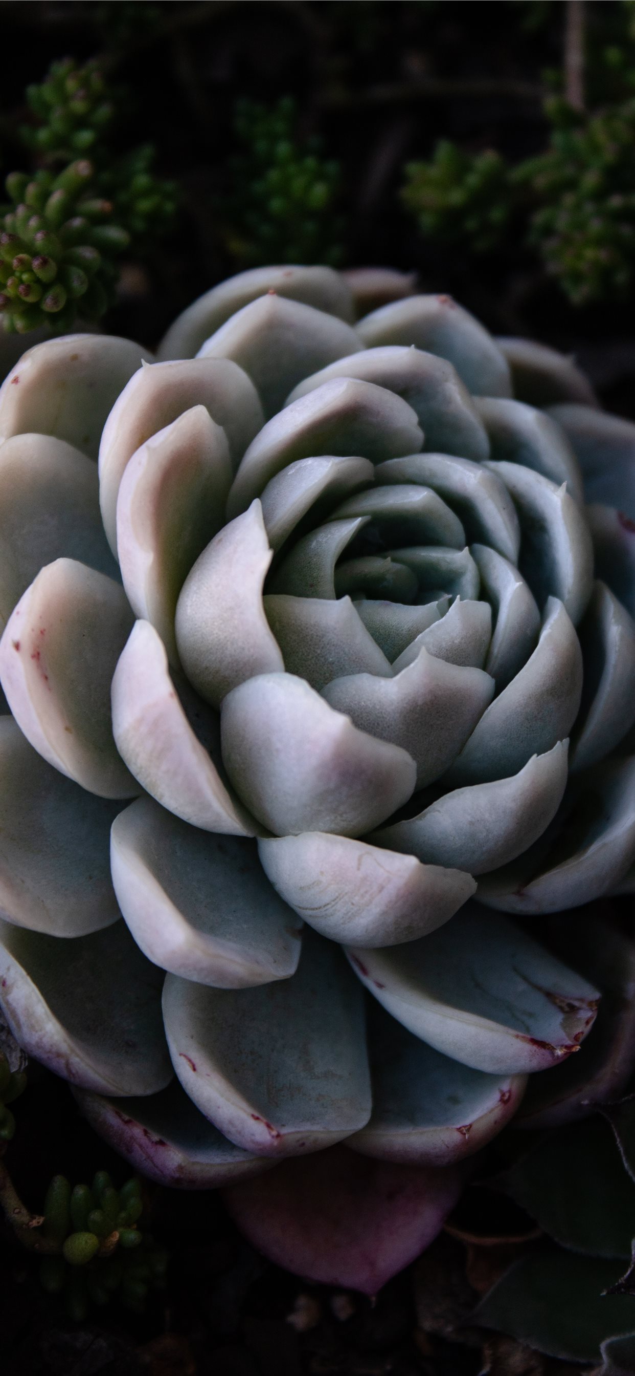 Succulent Wallpapers