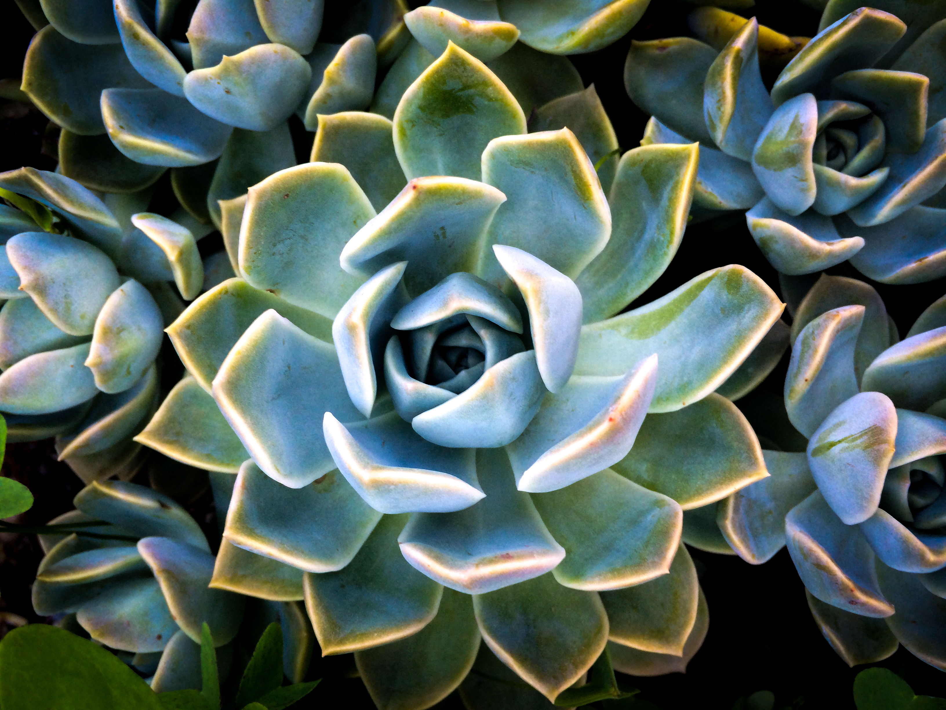 Succulent Wallpapers