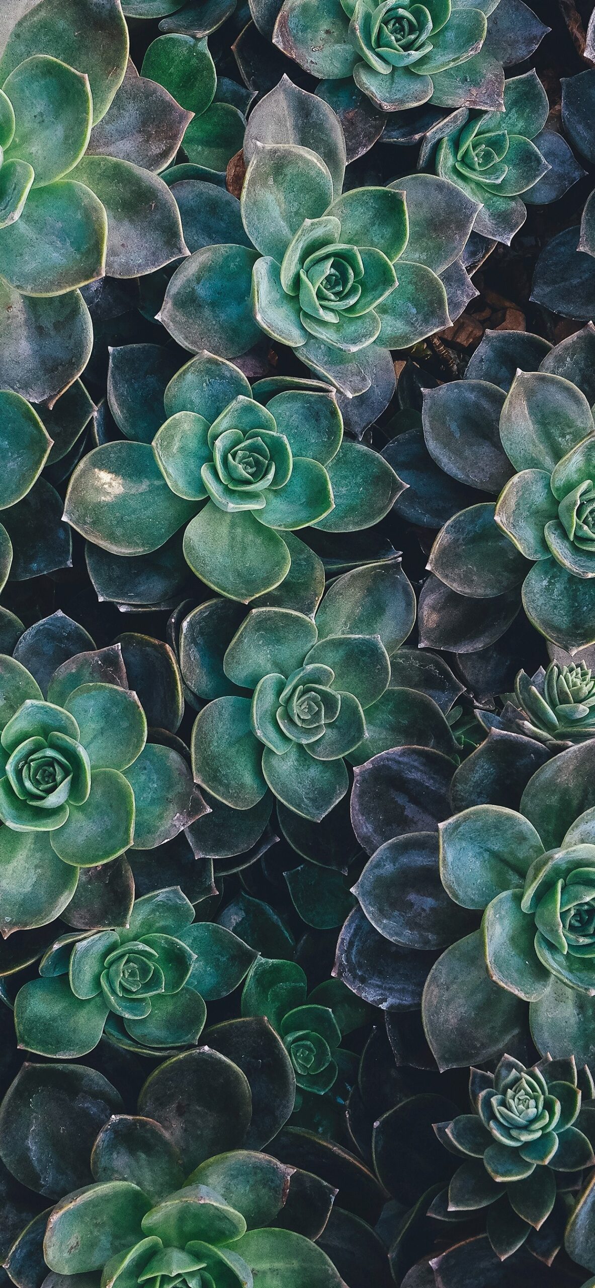 Succulent Wallpapers