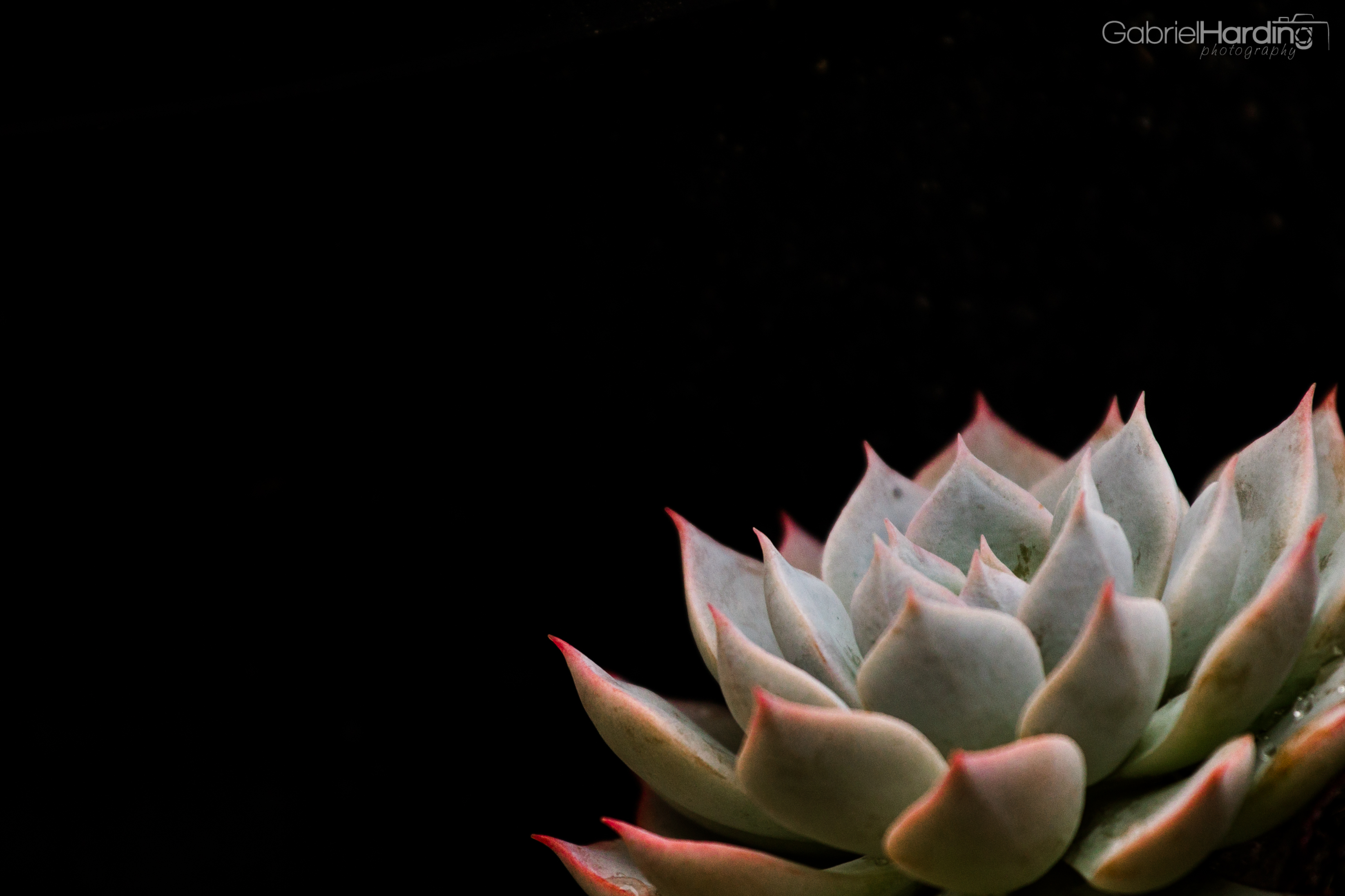 Succulent Wallpapers