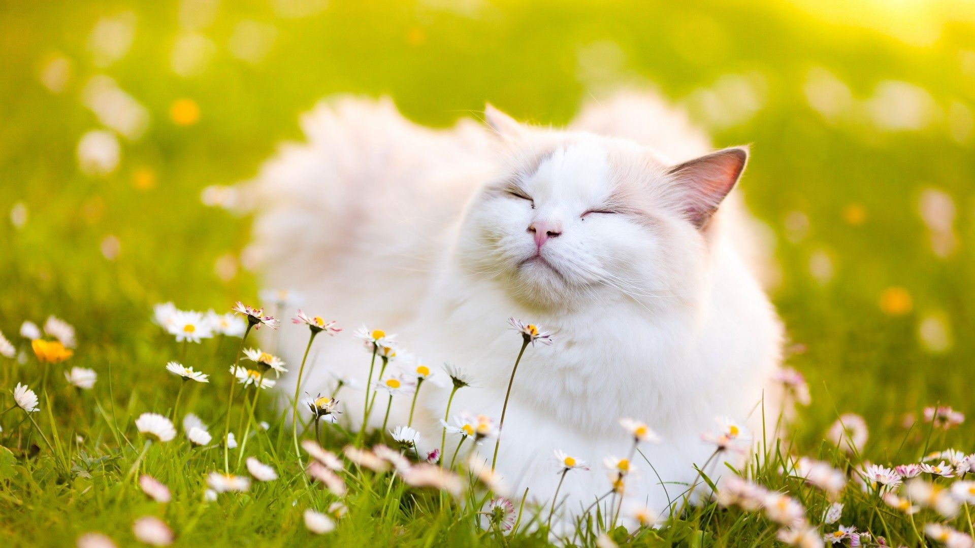 Summer Cat Wallpapers