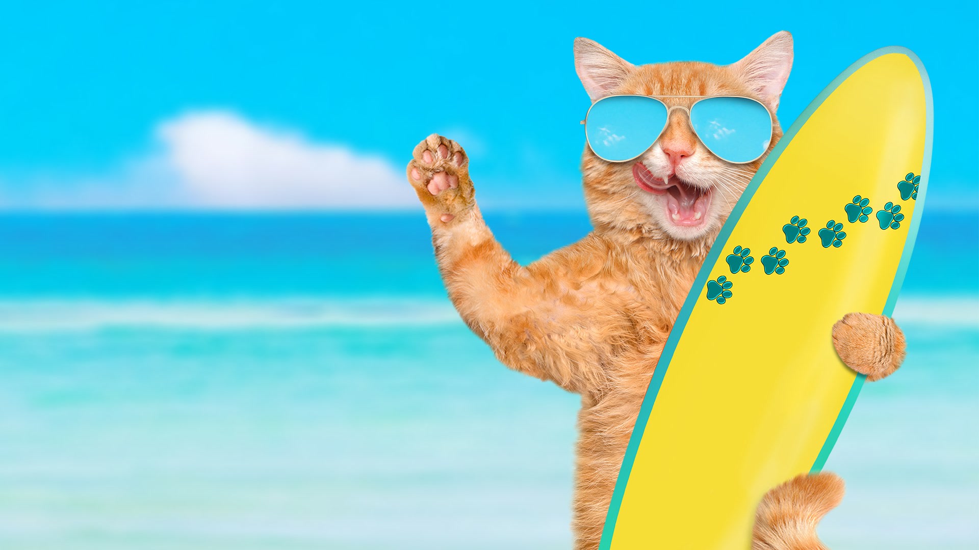 Summer Cat Wallpapers