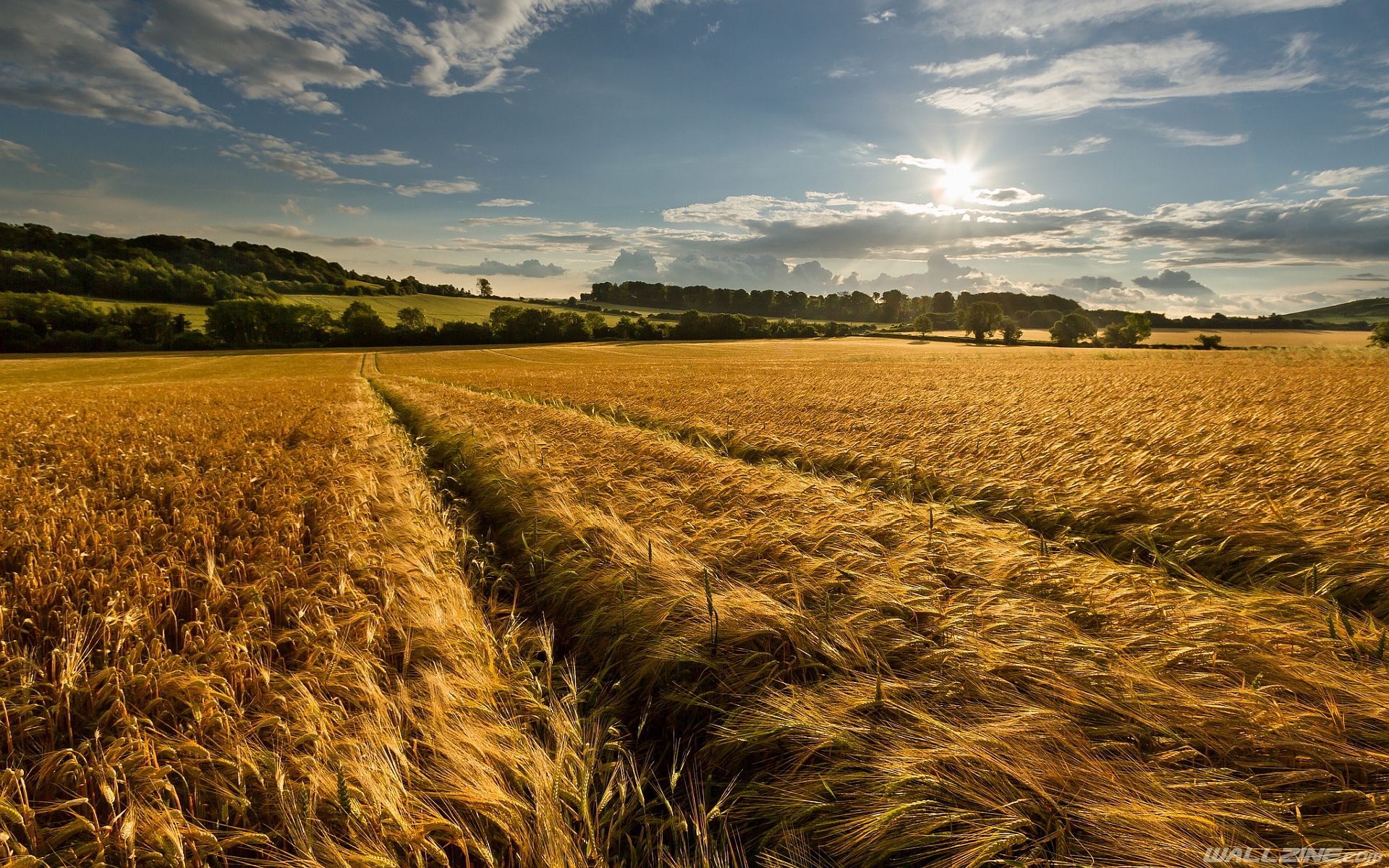 Summer Field Wallpapers