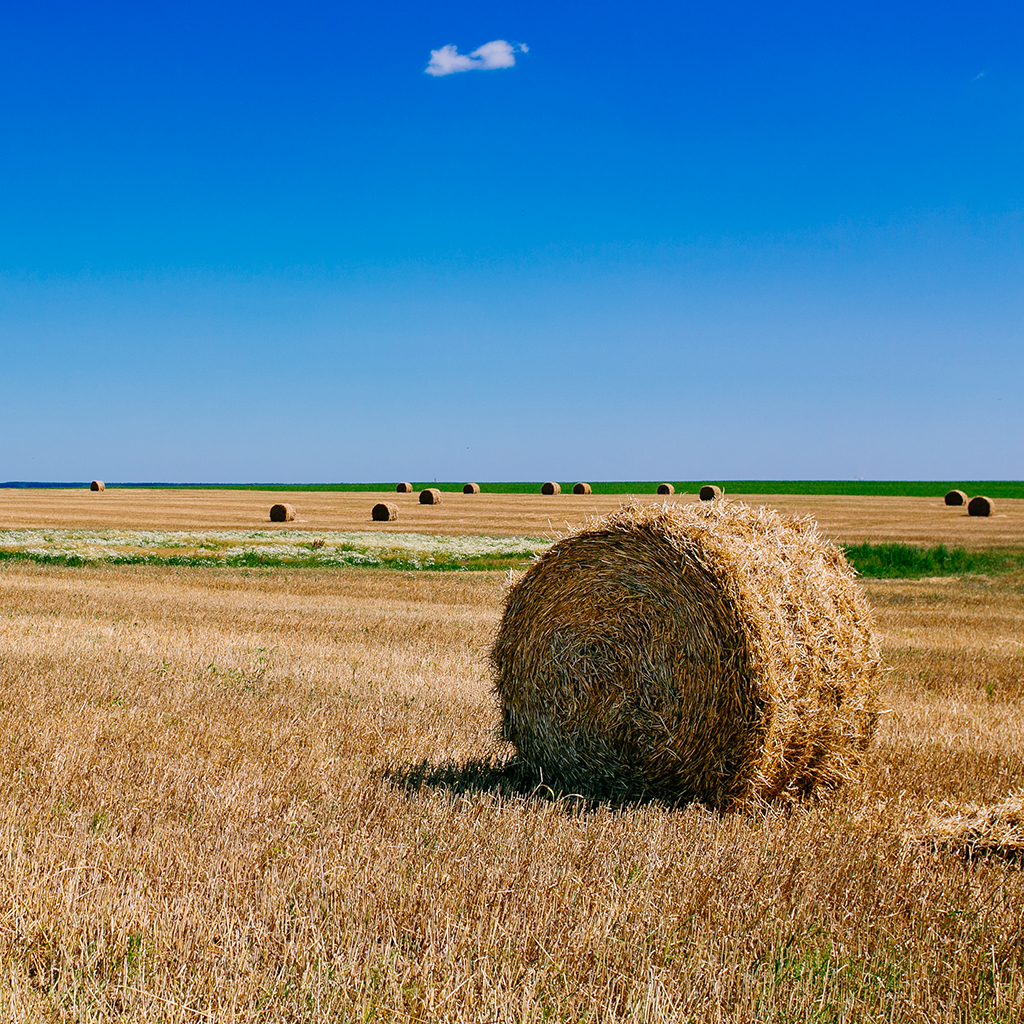 Summer Field Wallpapers