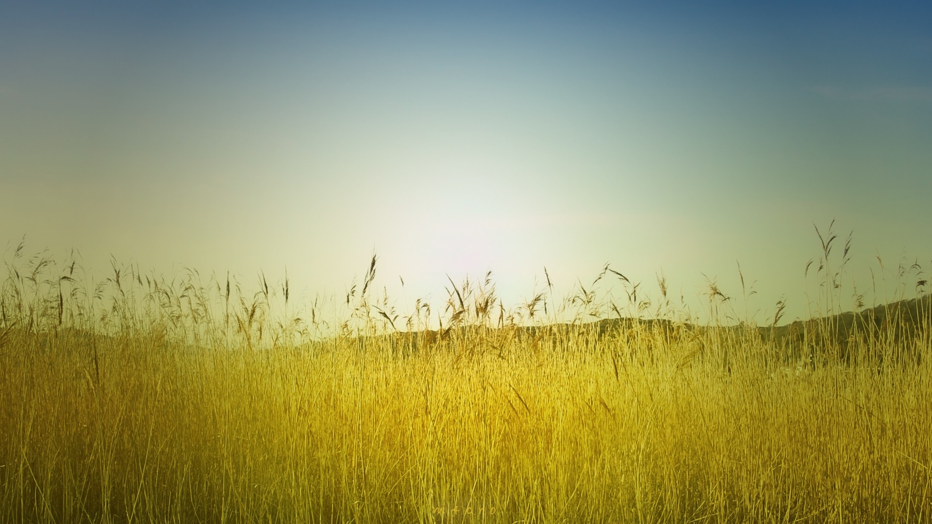 Summer Field Wallpapers