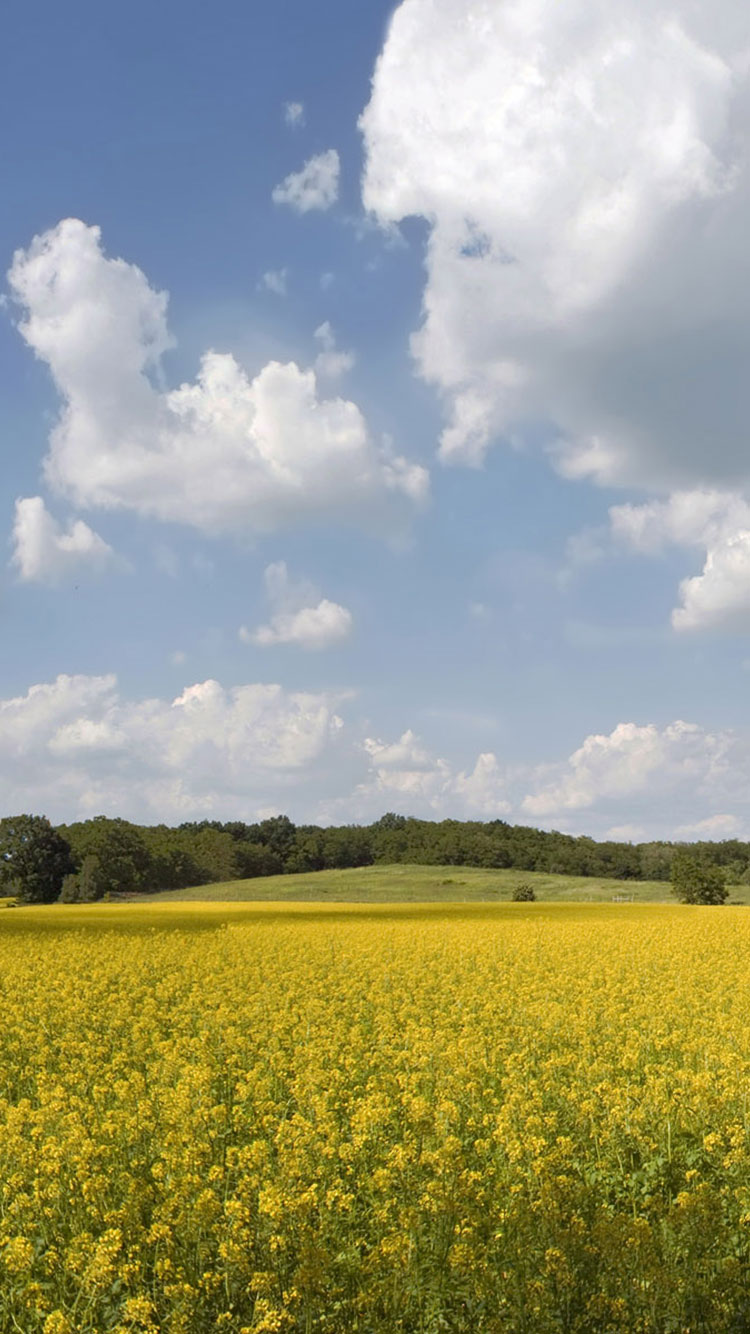 Summer Field Wallpapers