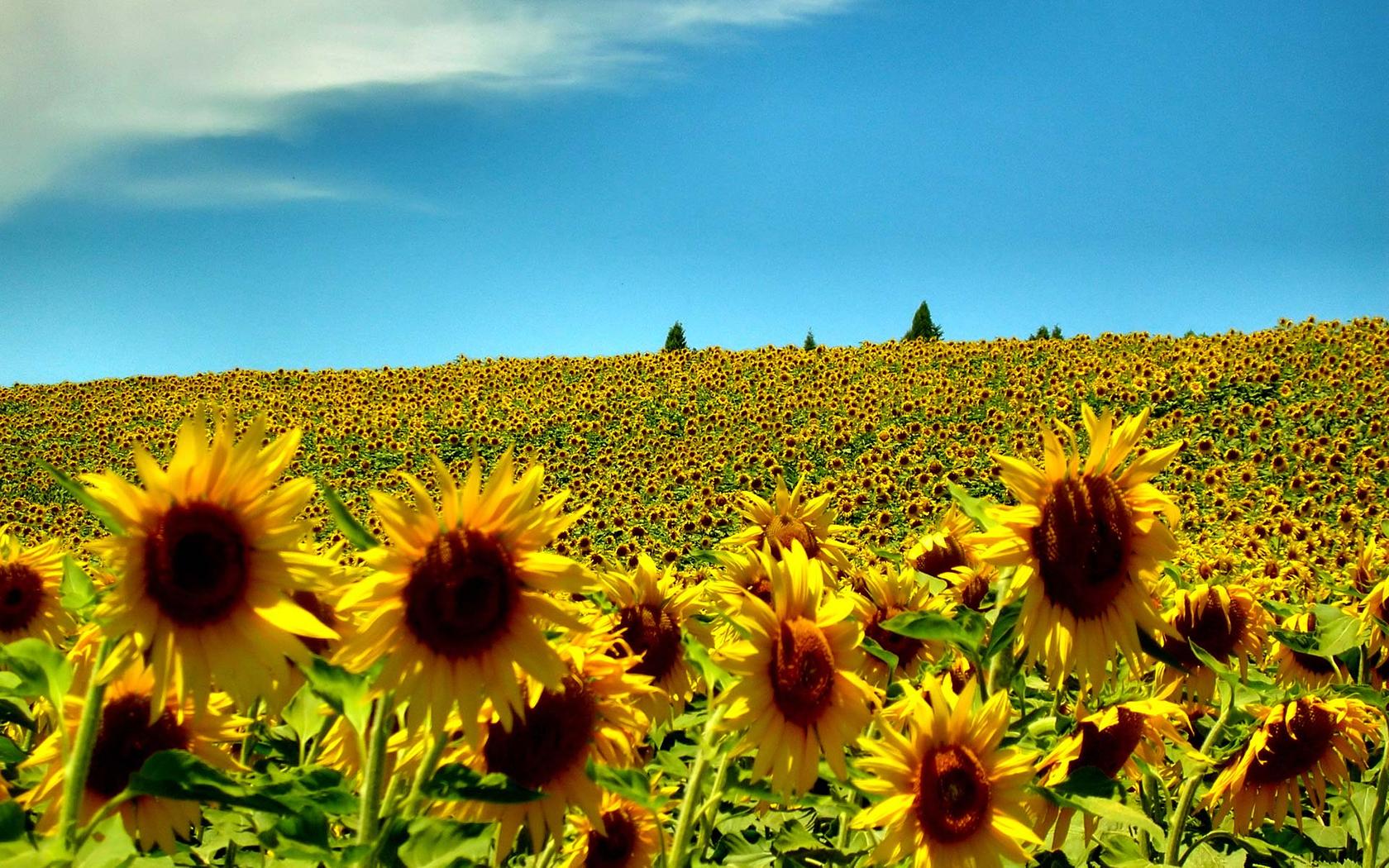 Summer Field Wallpapers