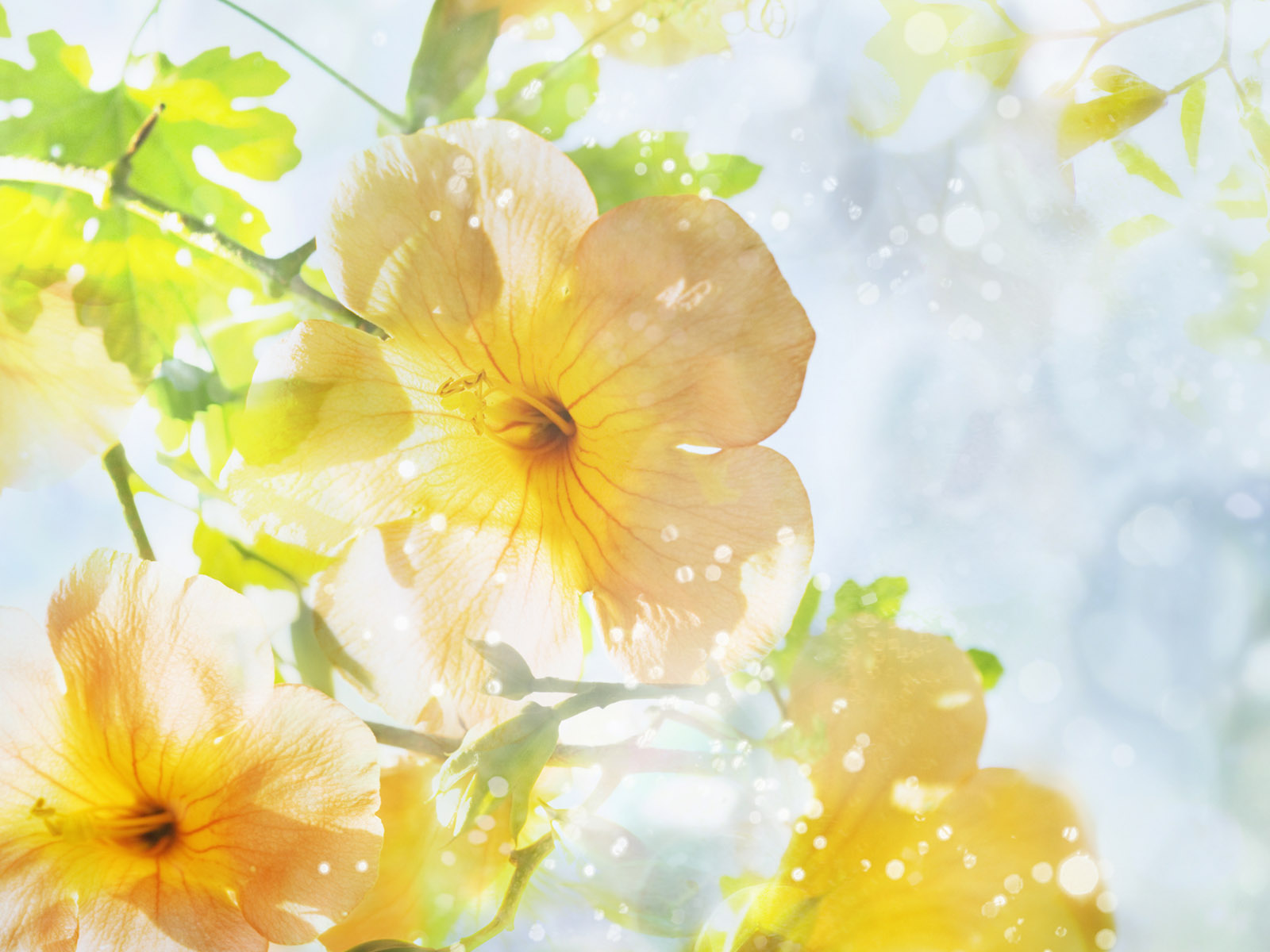 Summer Flowers Wallpapers