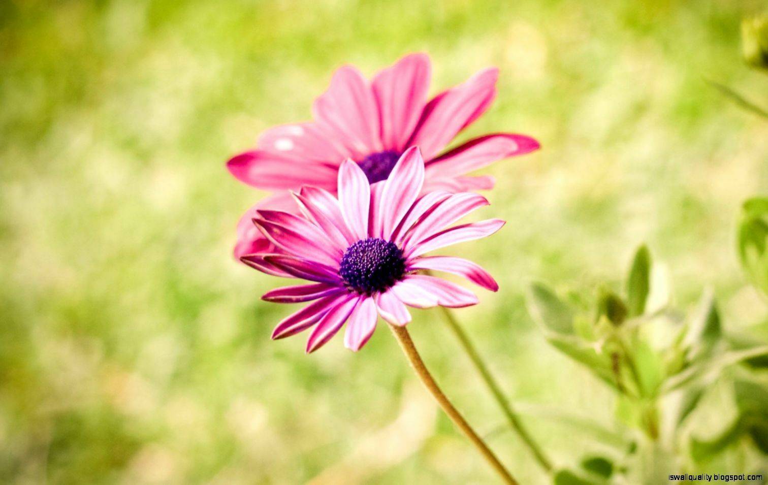 Summer Flowers Wallpapers