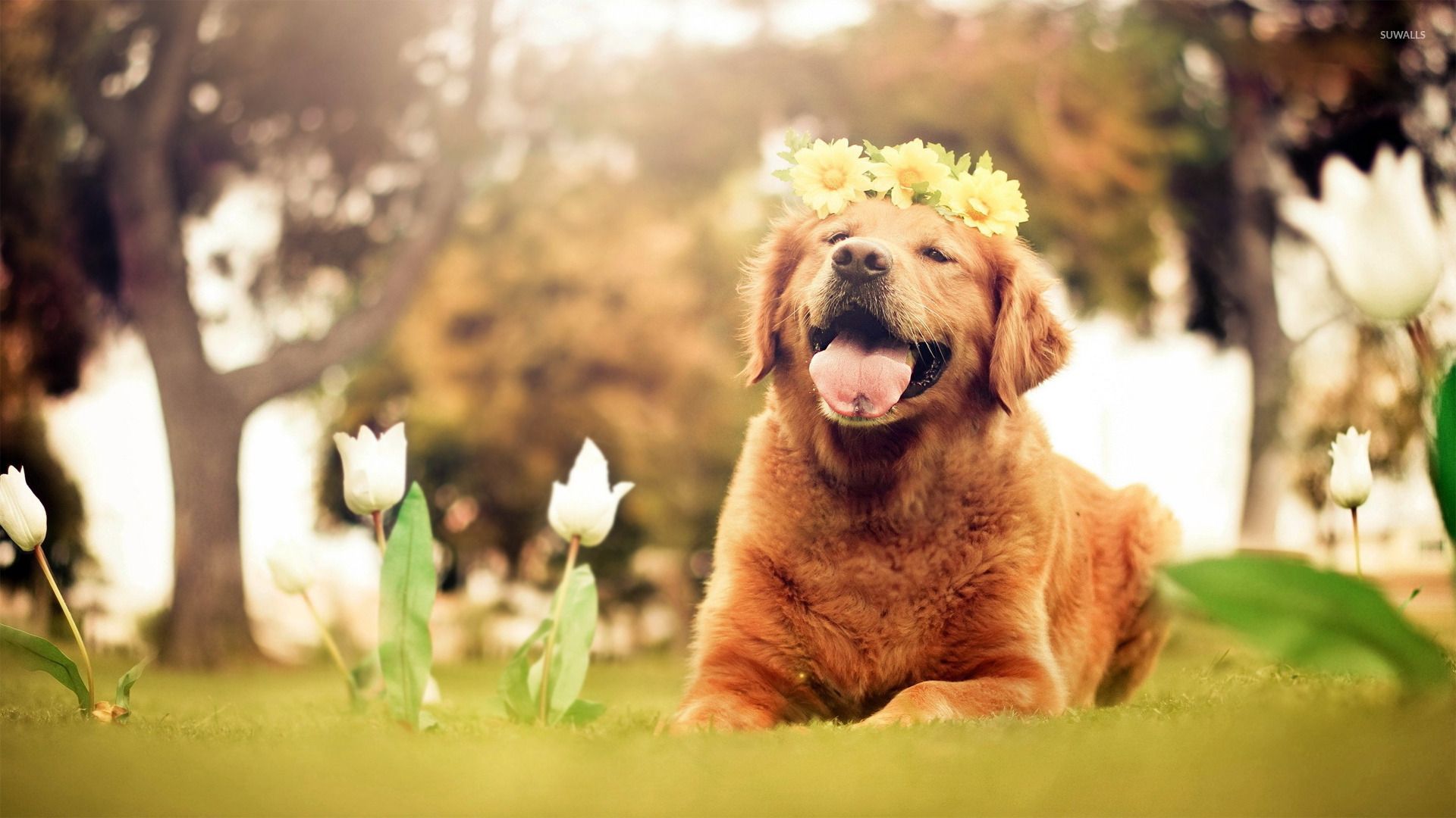 Summer Golden Retriever Wallpapers