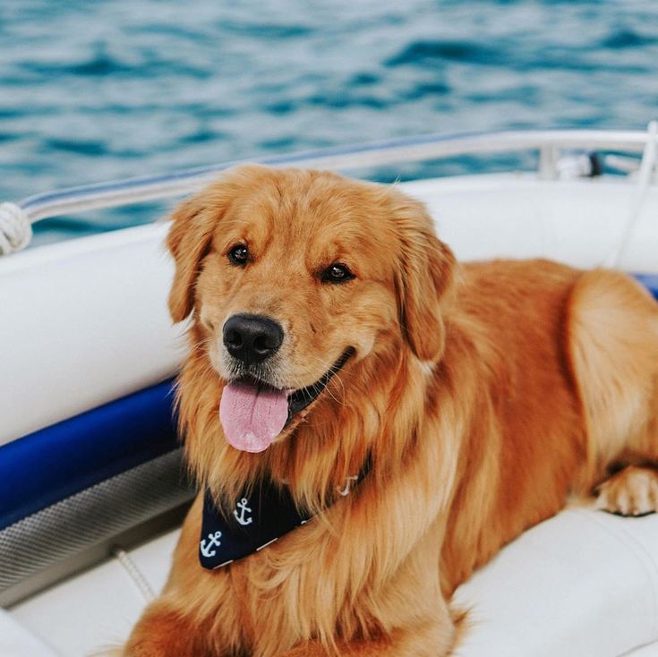 Summer Golden Retriever Wallpapers