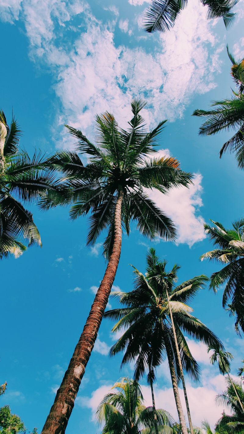 Summer Palm Trees Wallpapers