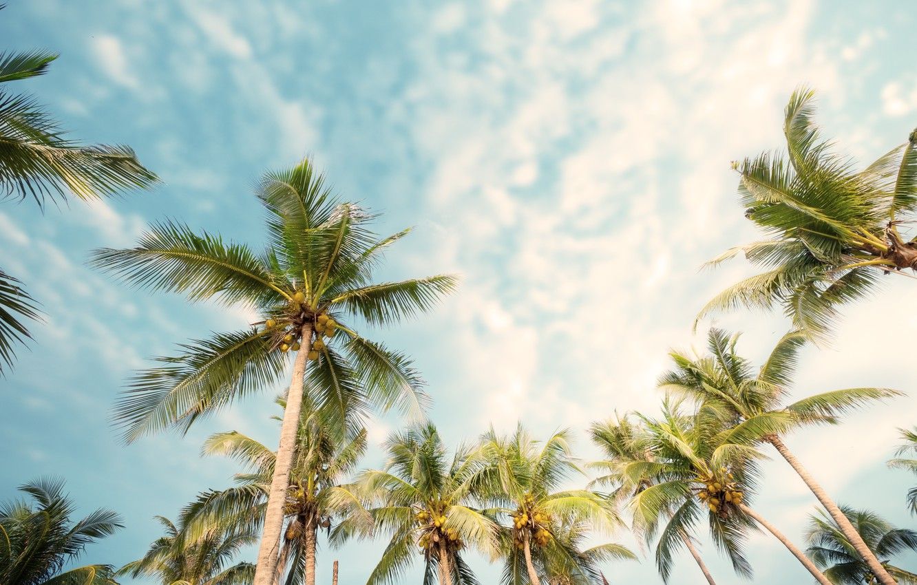 Summer Palm Trees Wallpapers