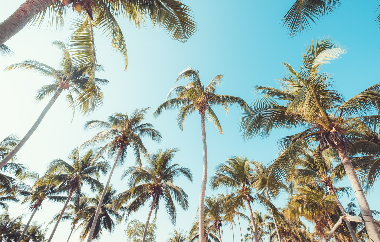 Summer Palm Trees Wallpapers