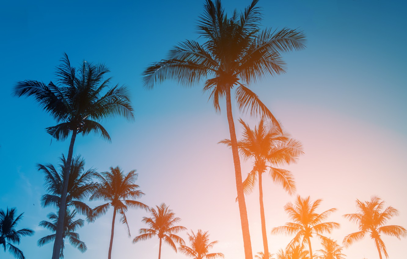 Summer Palm Trees Wallpapers