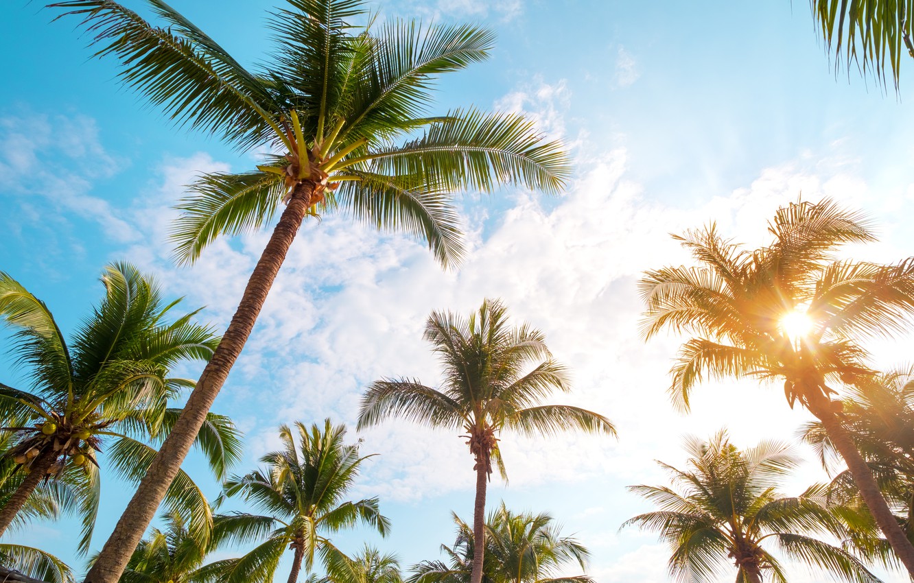 Summer Palm Trees Wallpapers