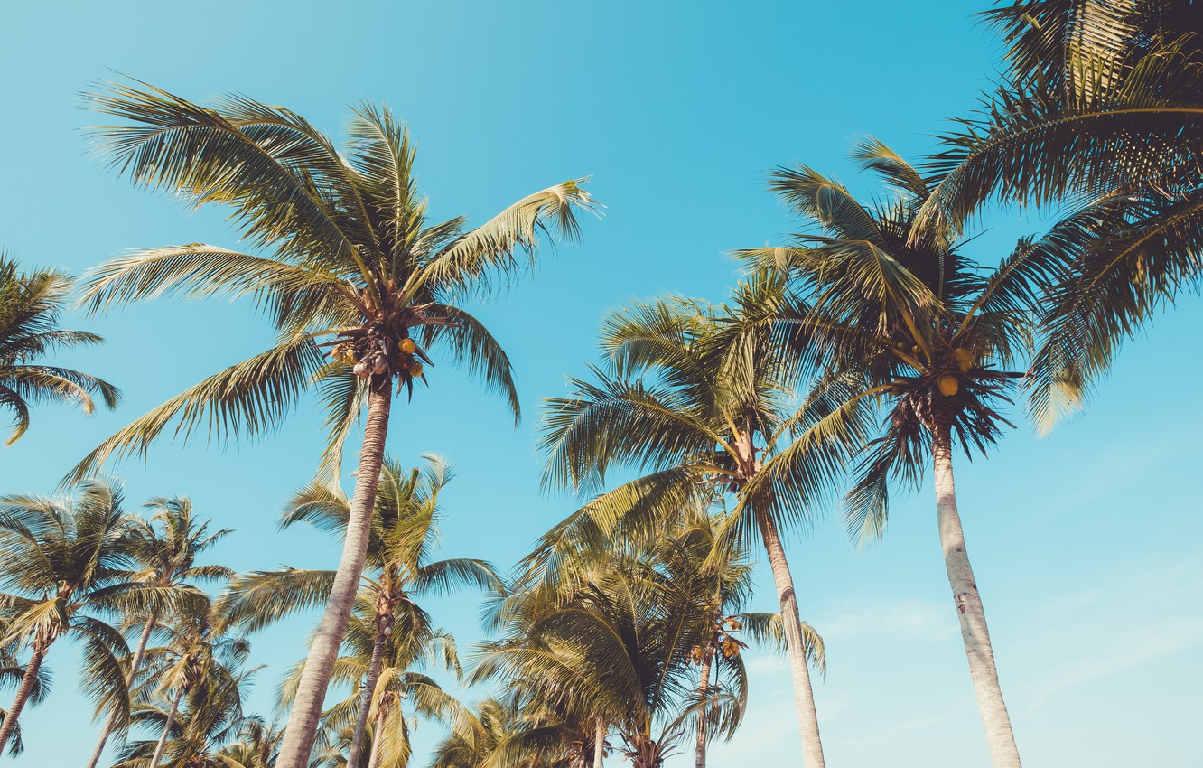 Summer Palm Trees Wallpapers