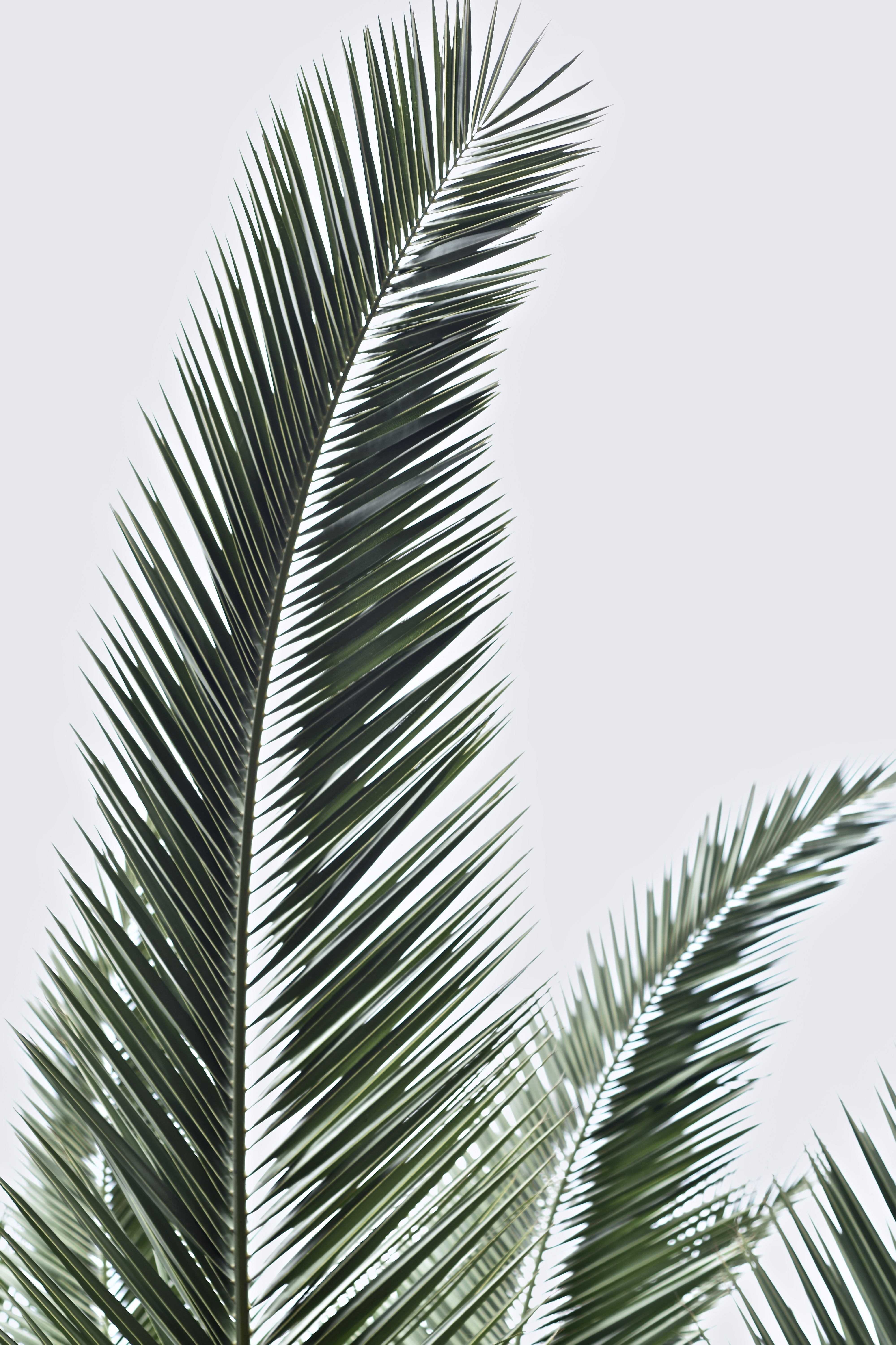 Summer Palm Trees Wallpapers