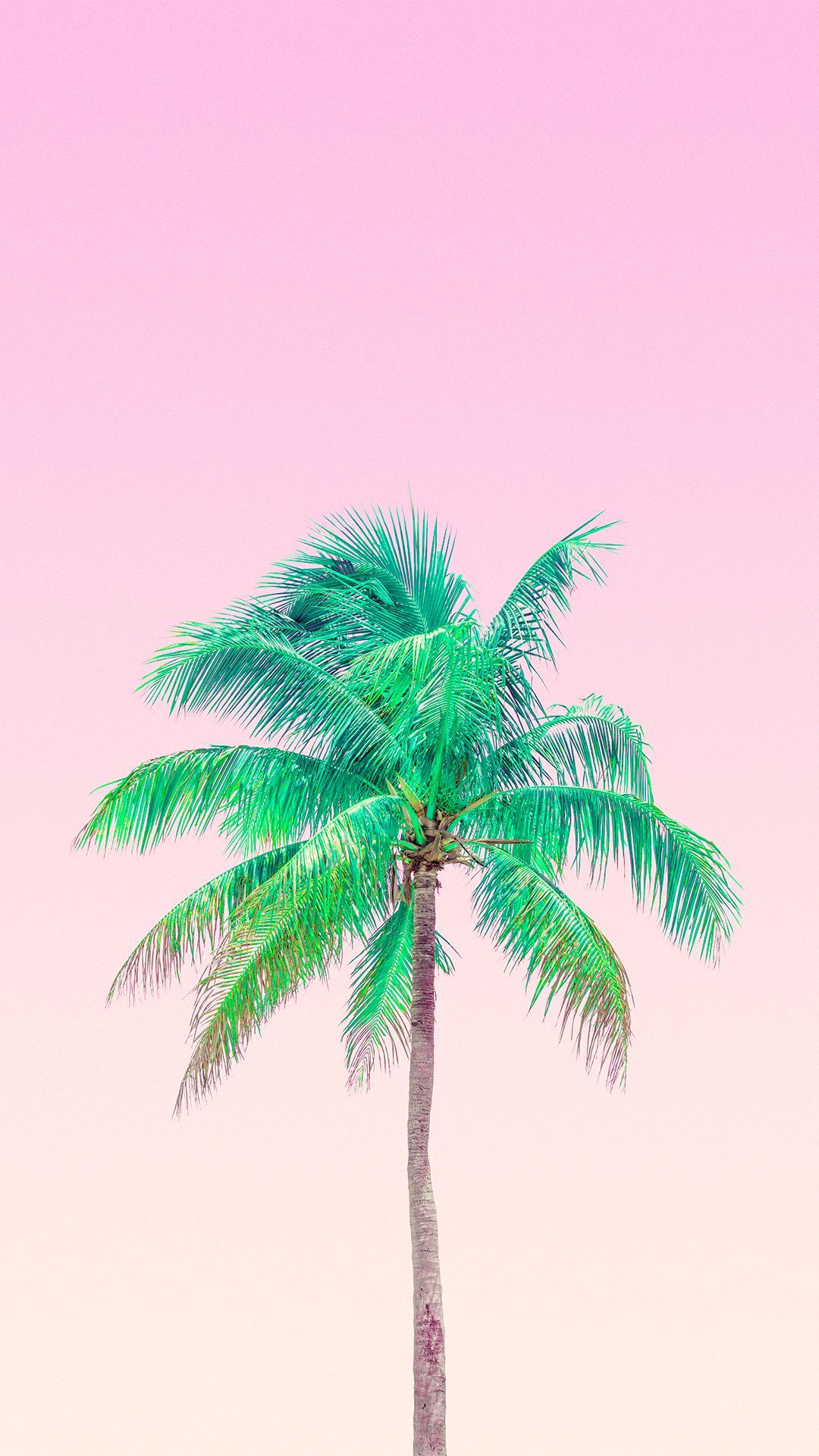 Summer Palm Trees Wallpapers