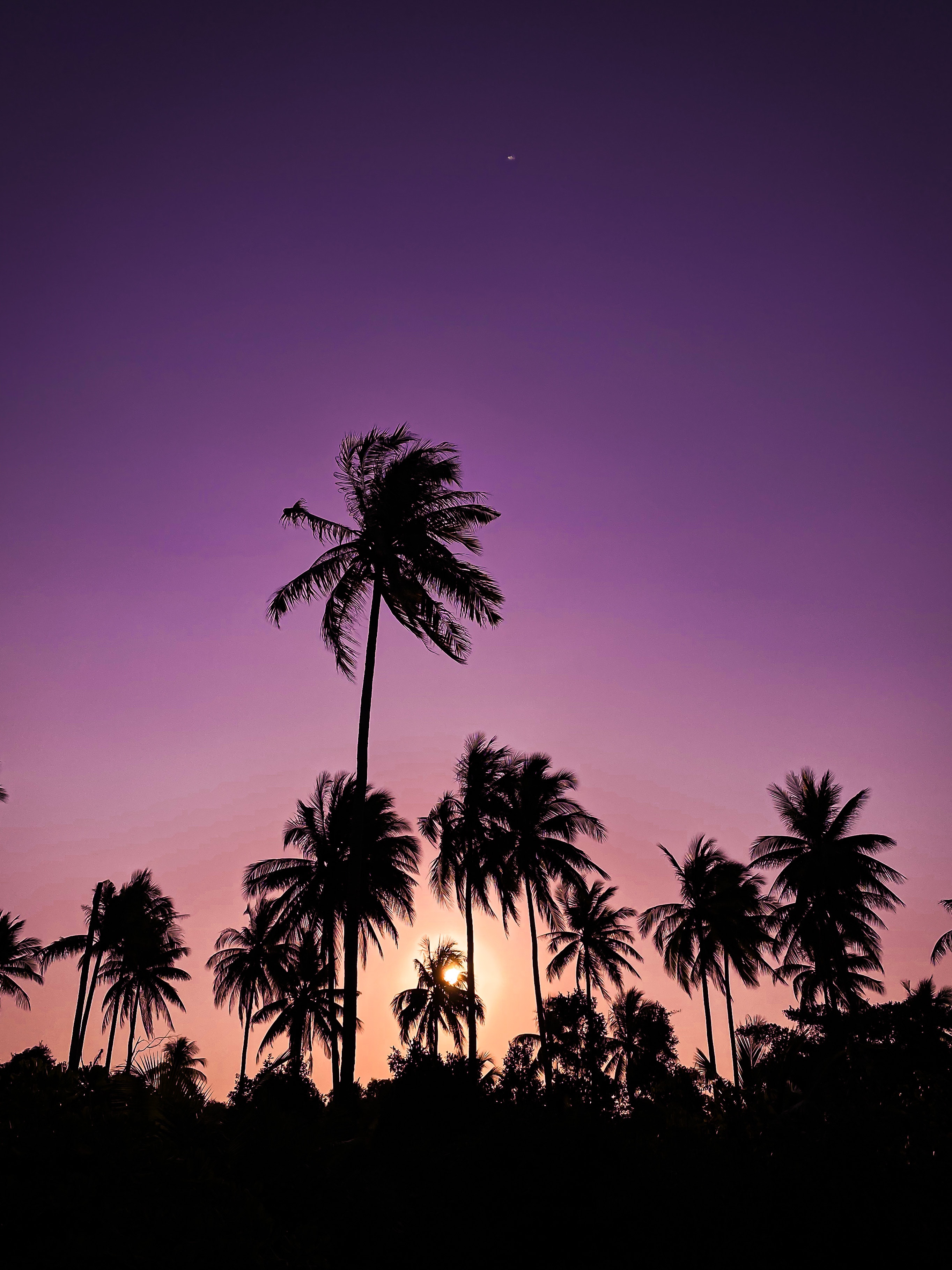 Summer Palm Trees Wallpapers