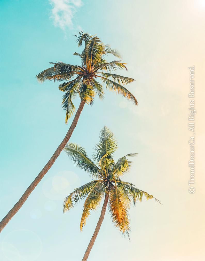 Summer Palm Trees Wallpapers