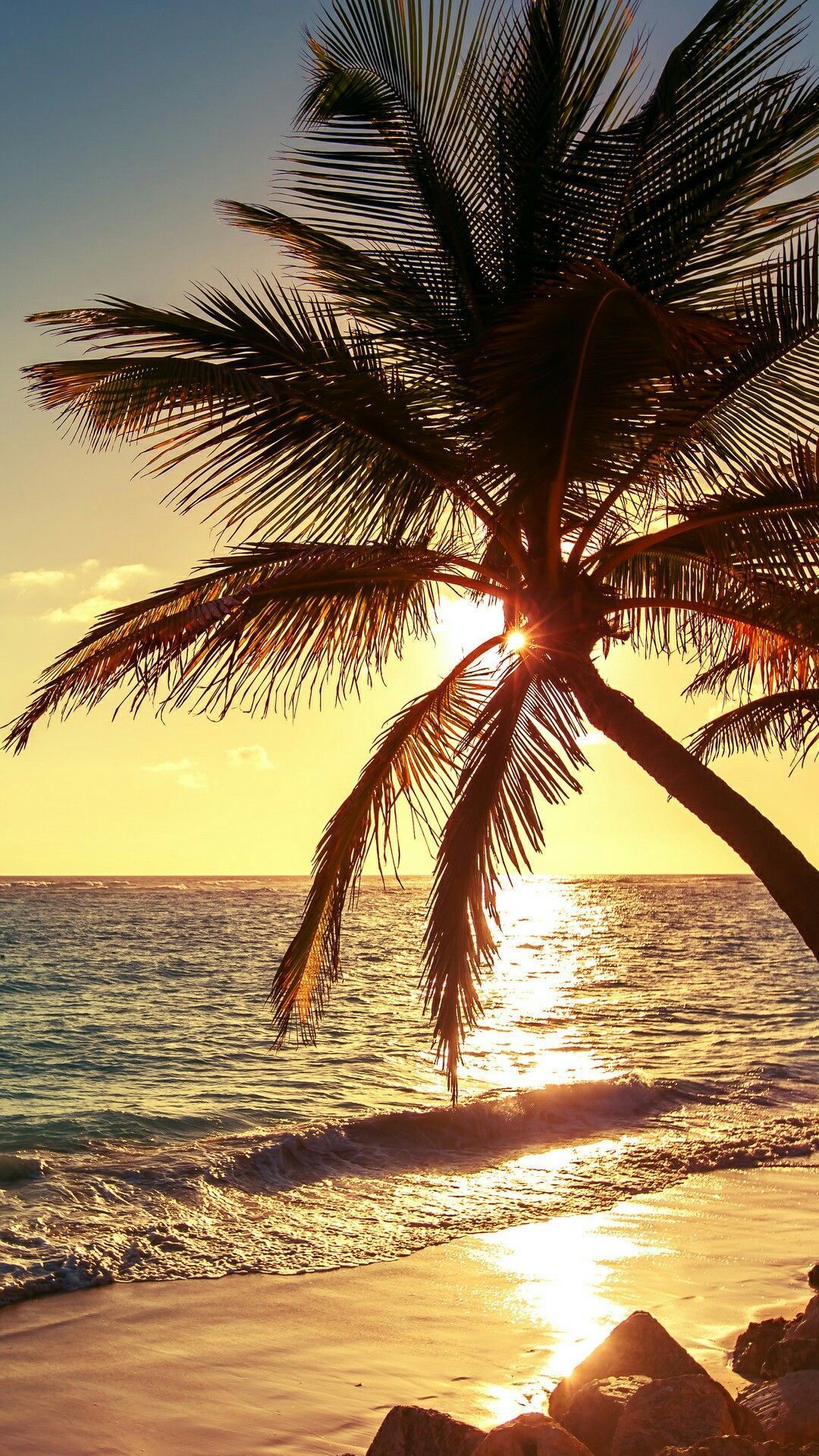 Summer Palm Trees Wallpapers