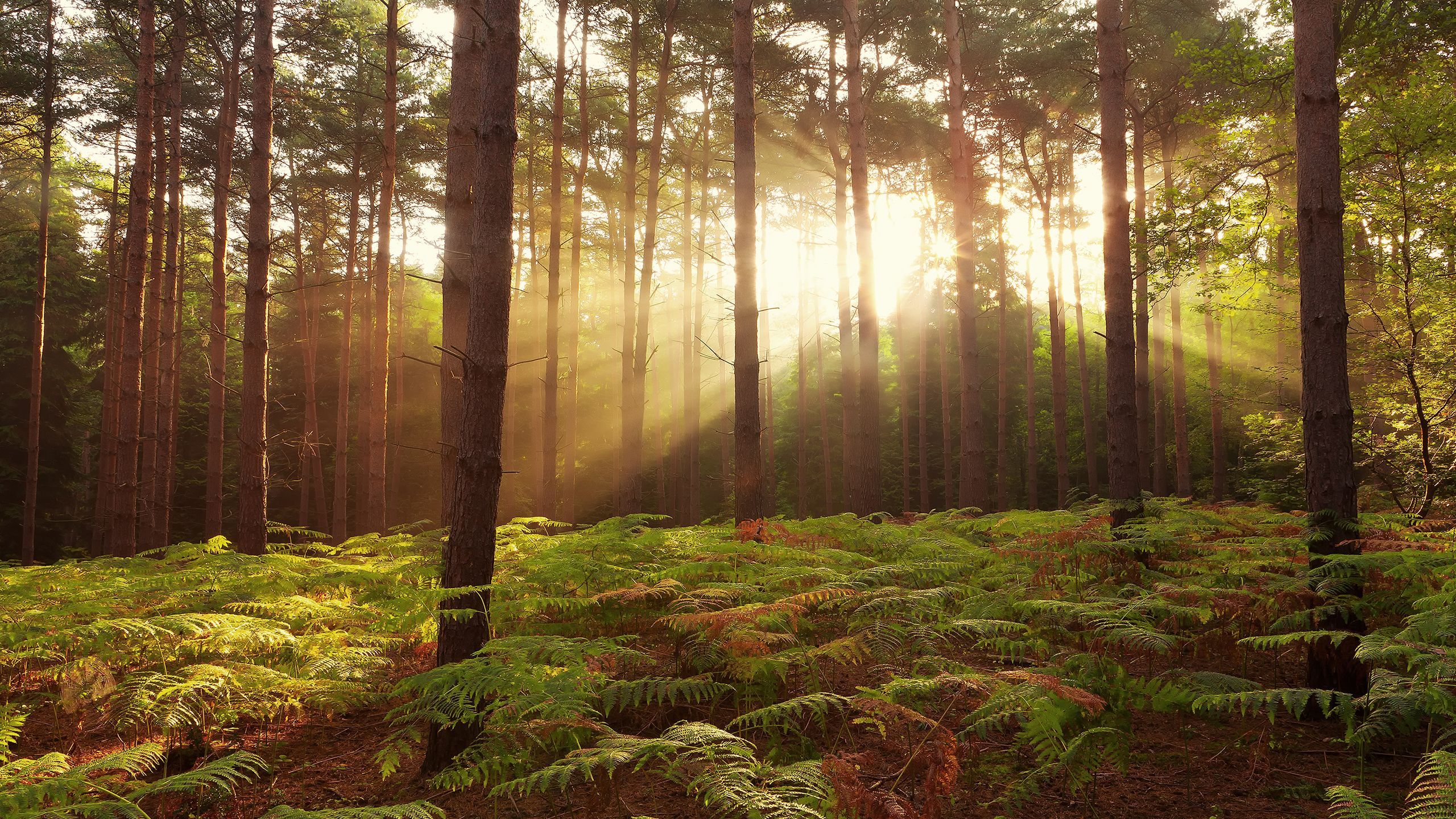 Sun Rise In Forest Wallpapers