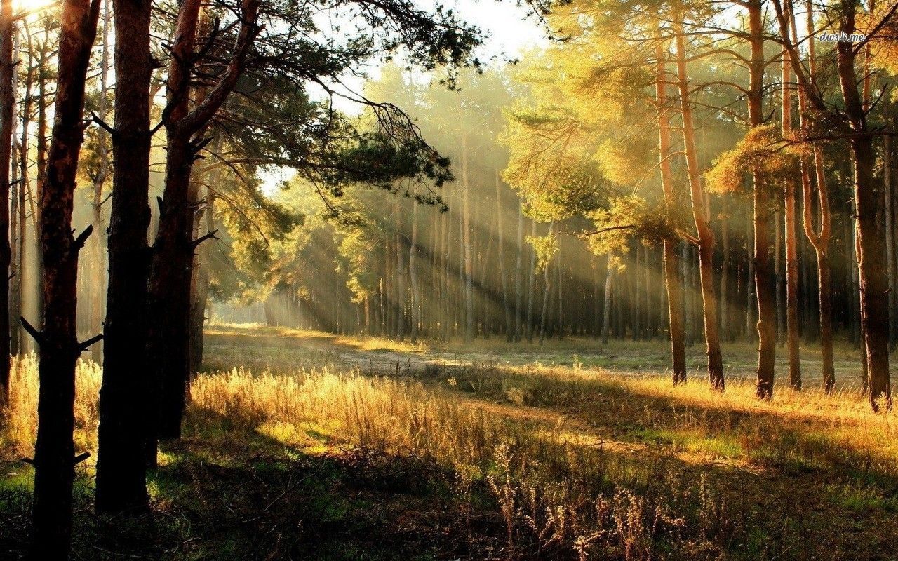 Sun Rise In Forest Wallpapers