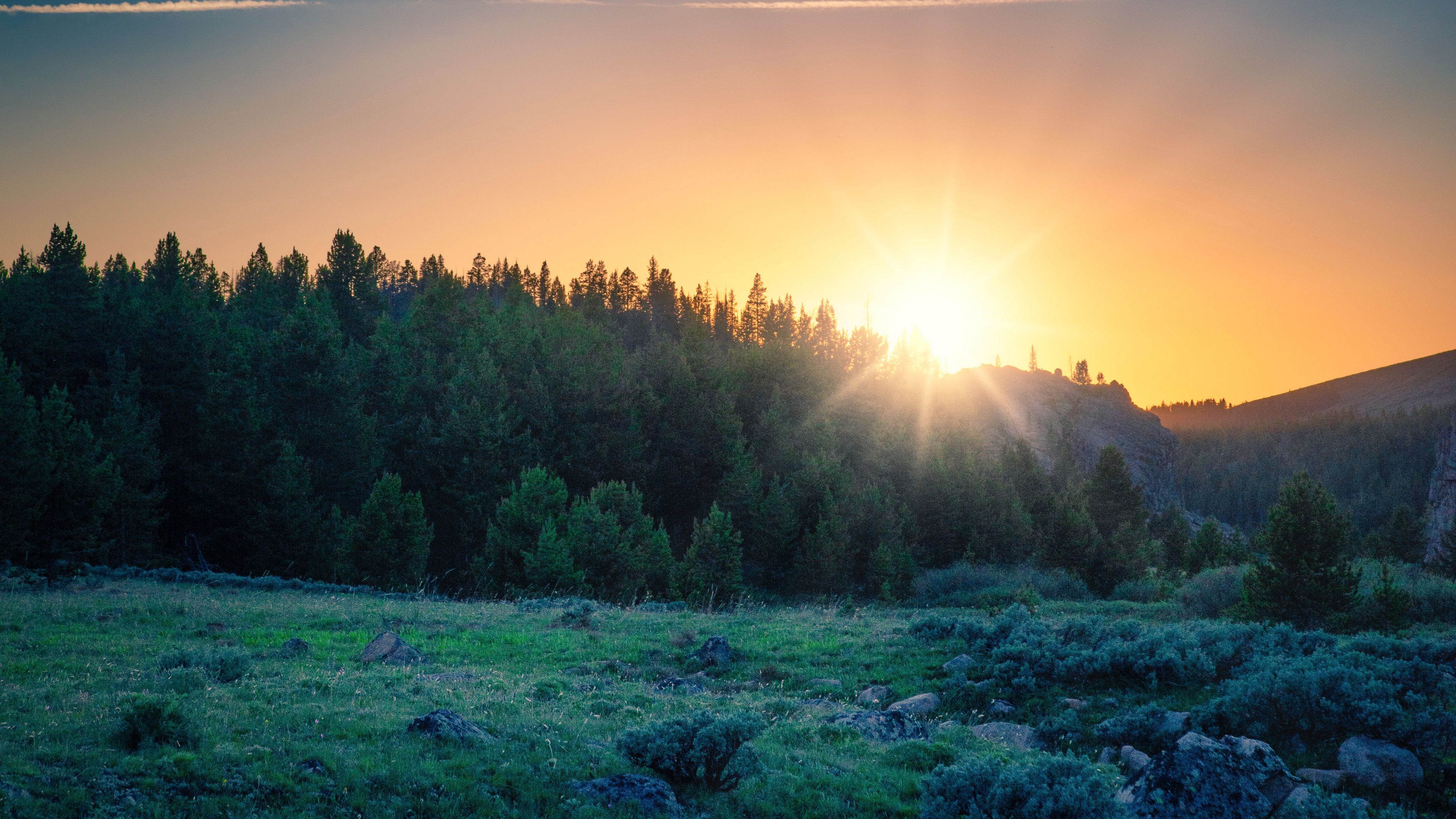 Sun Rise In Forest Wallpapers