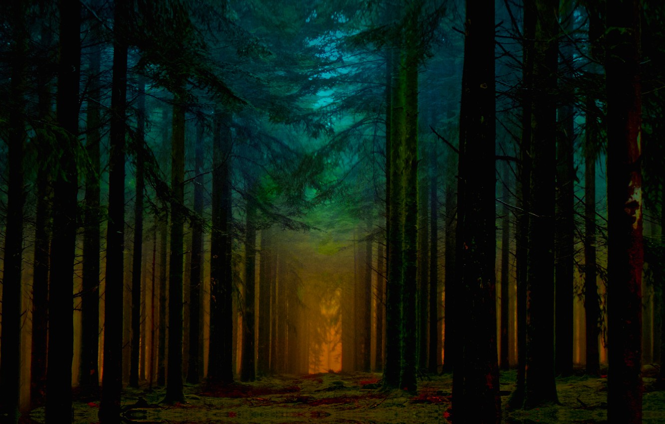 Sun Rise In Forest Wallpapers